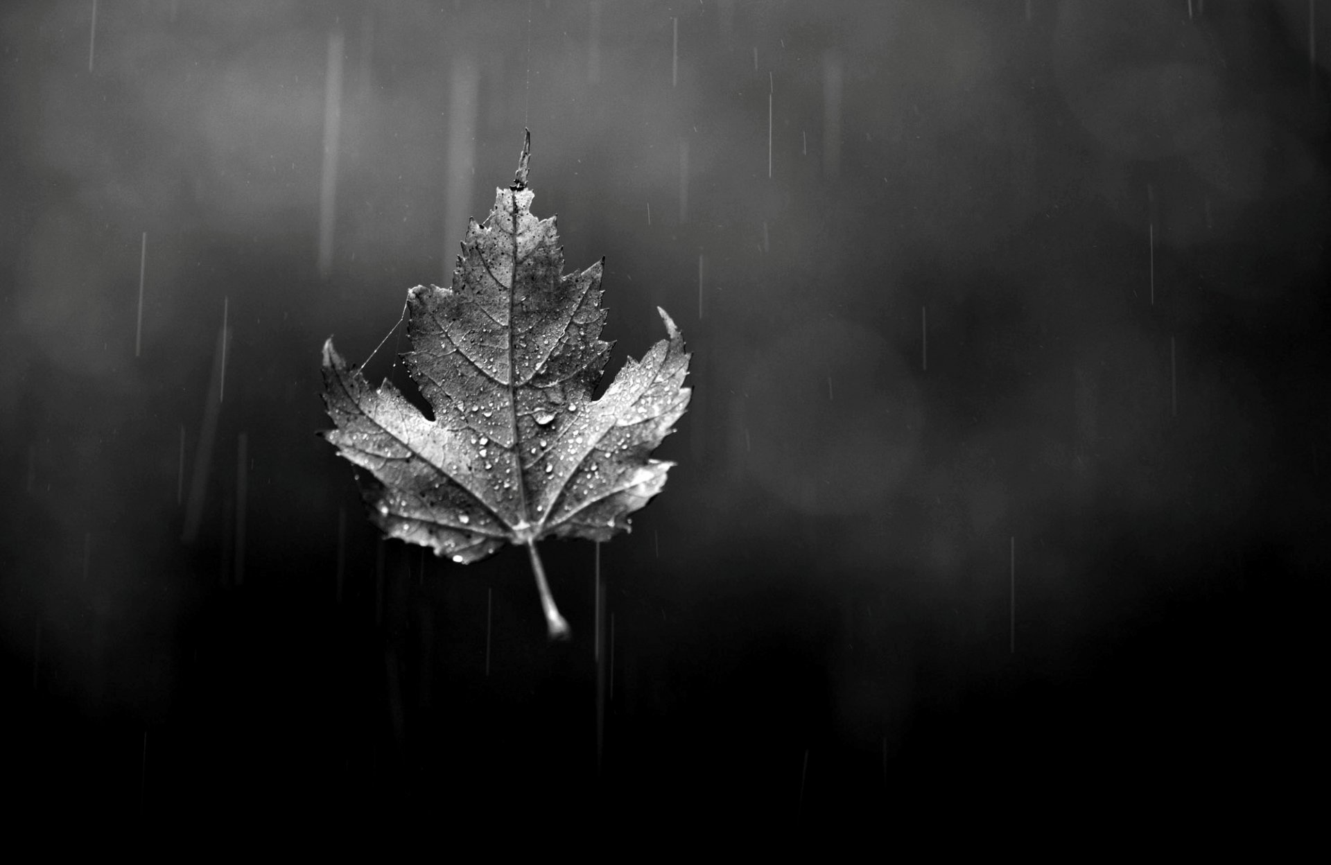 лист листик капли боке стекло дождь осень черно-белое
