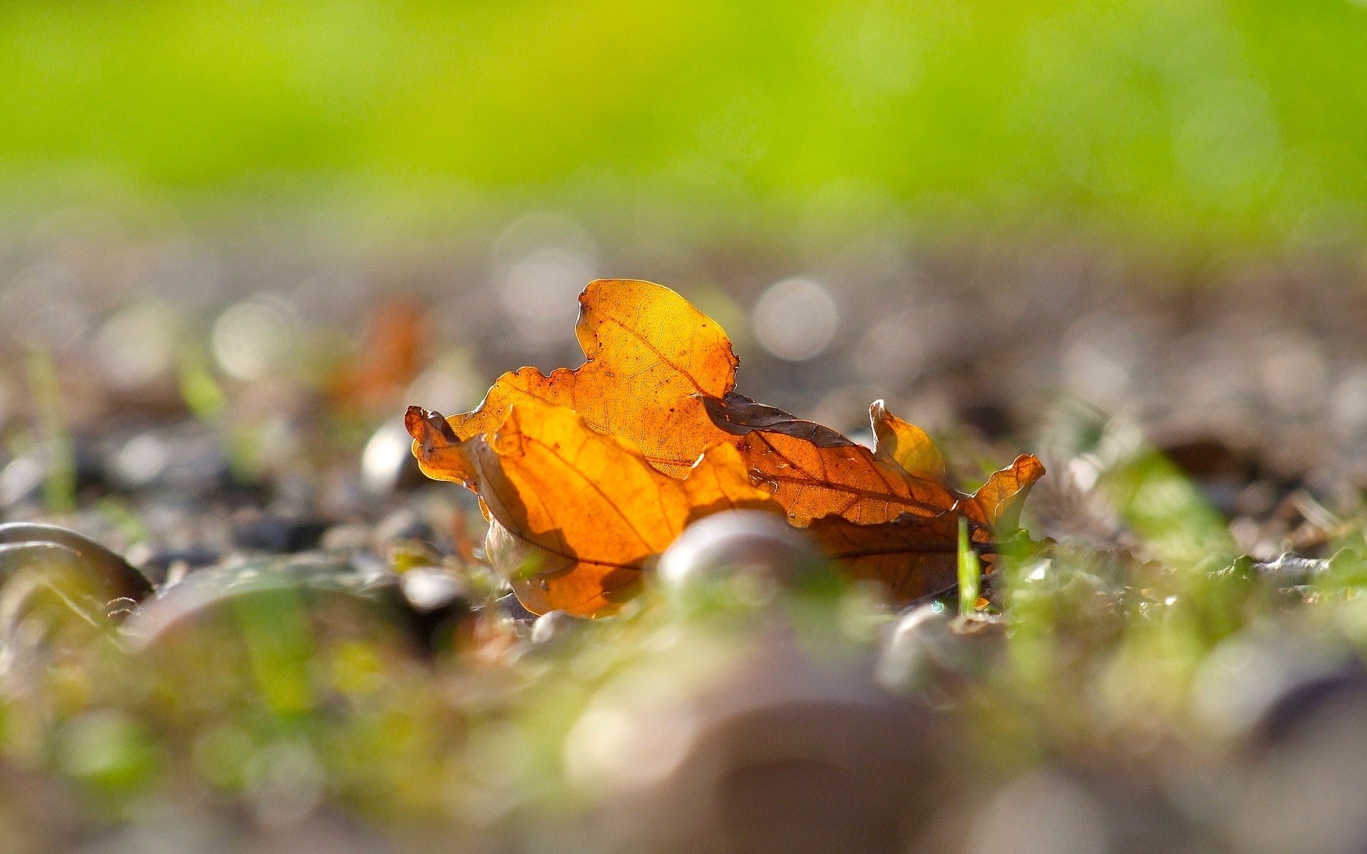 листья осенние размытый фон загрузить