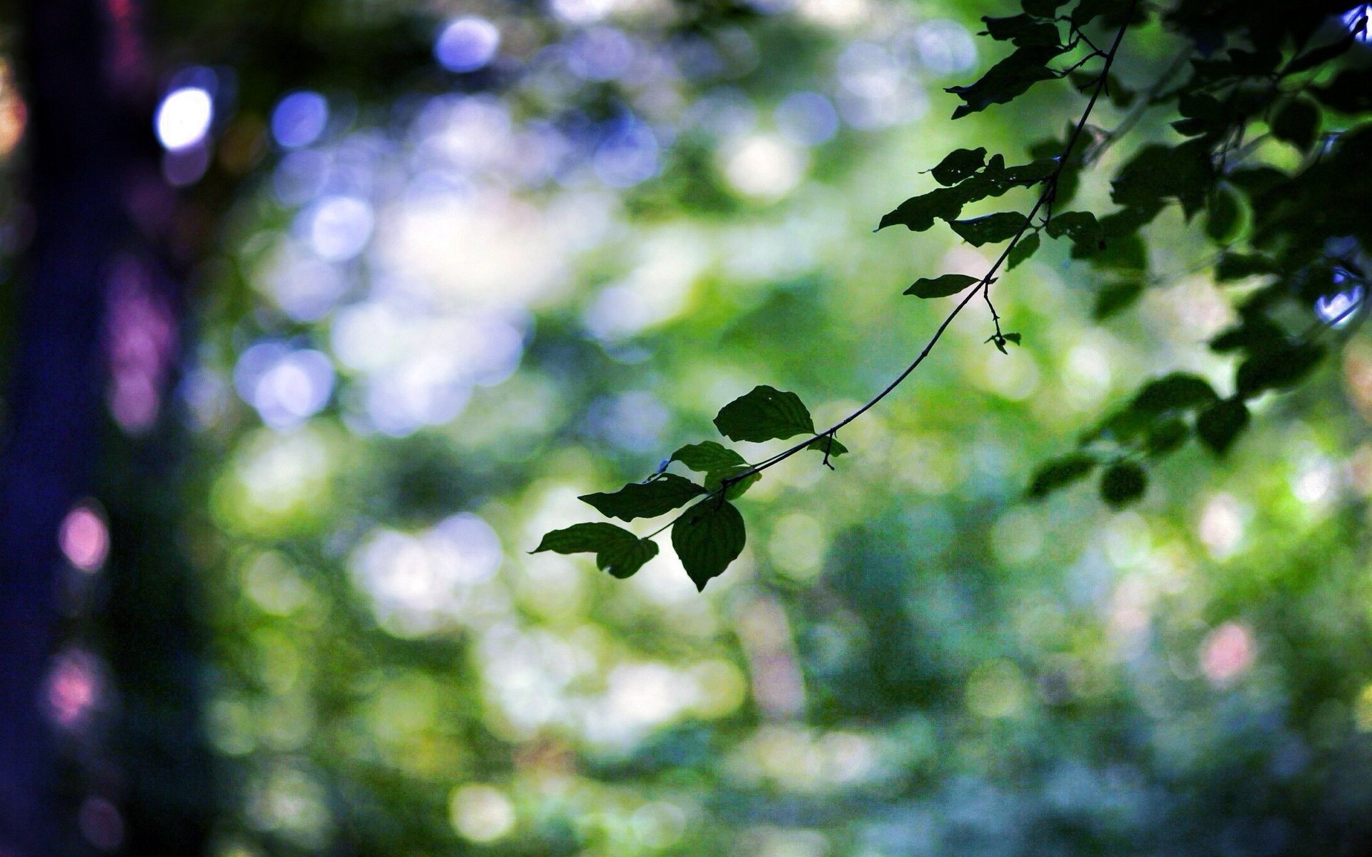 природа ветки листья деревья nature branches leaves trees без смс