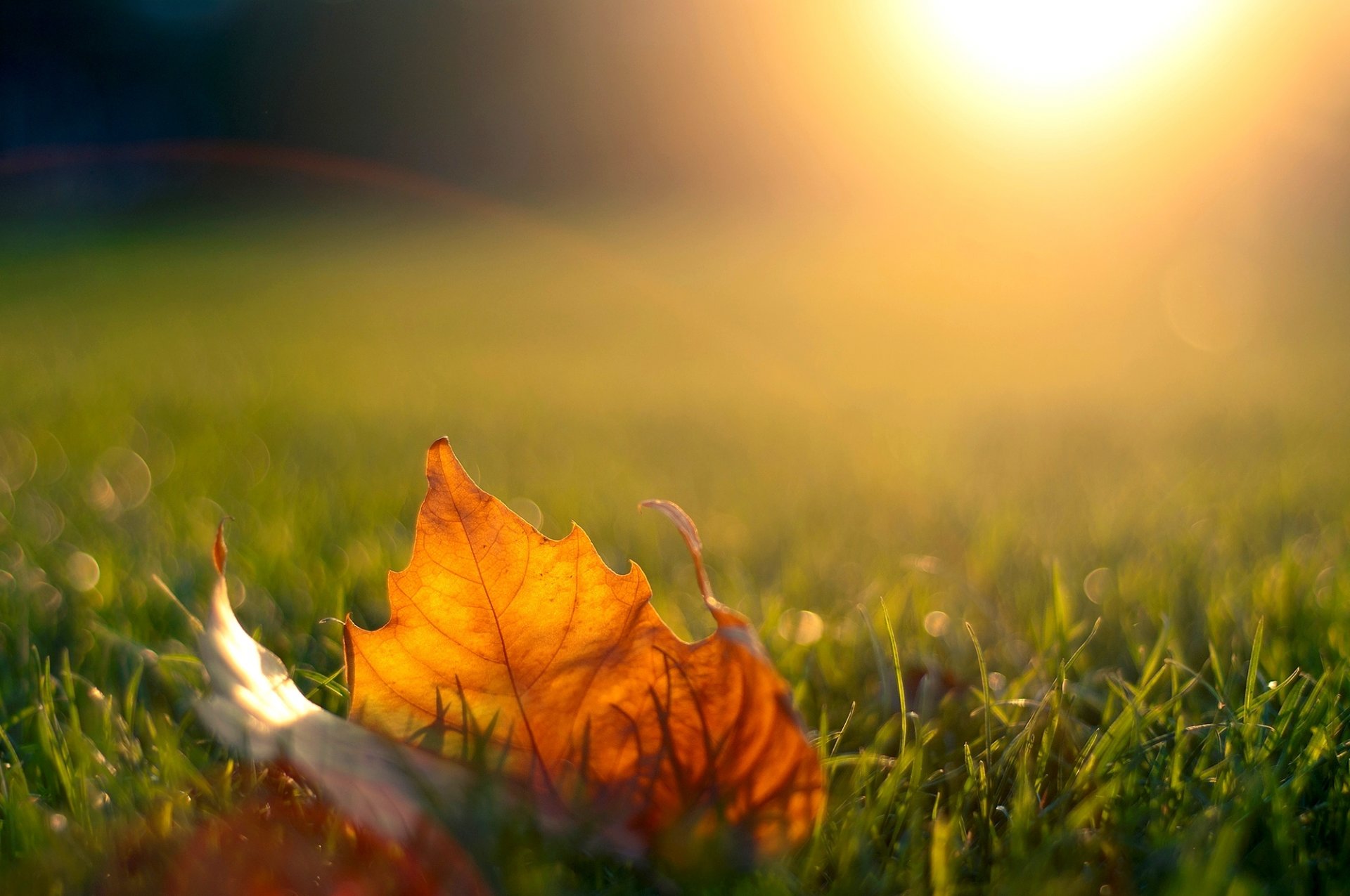 осень листья солнце скачать