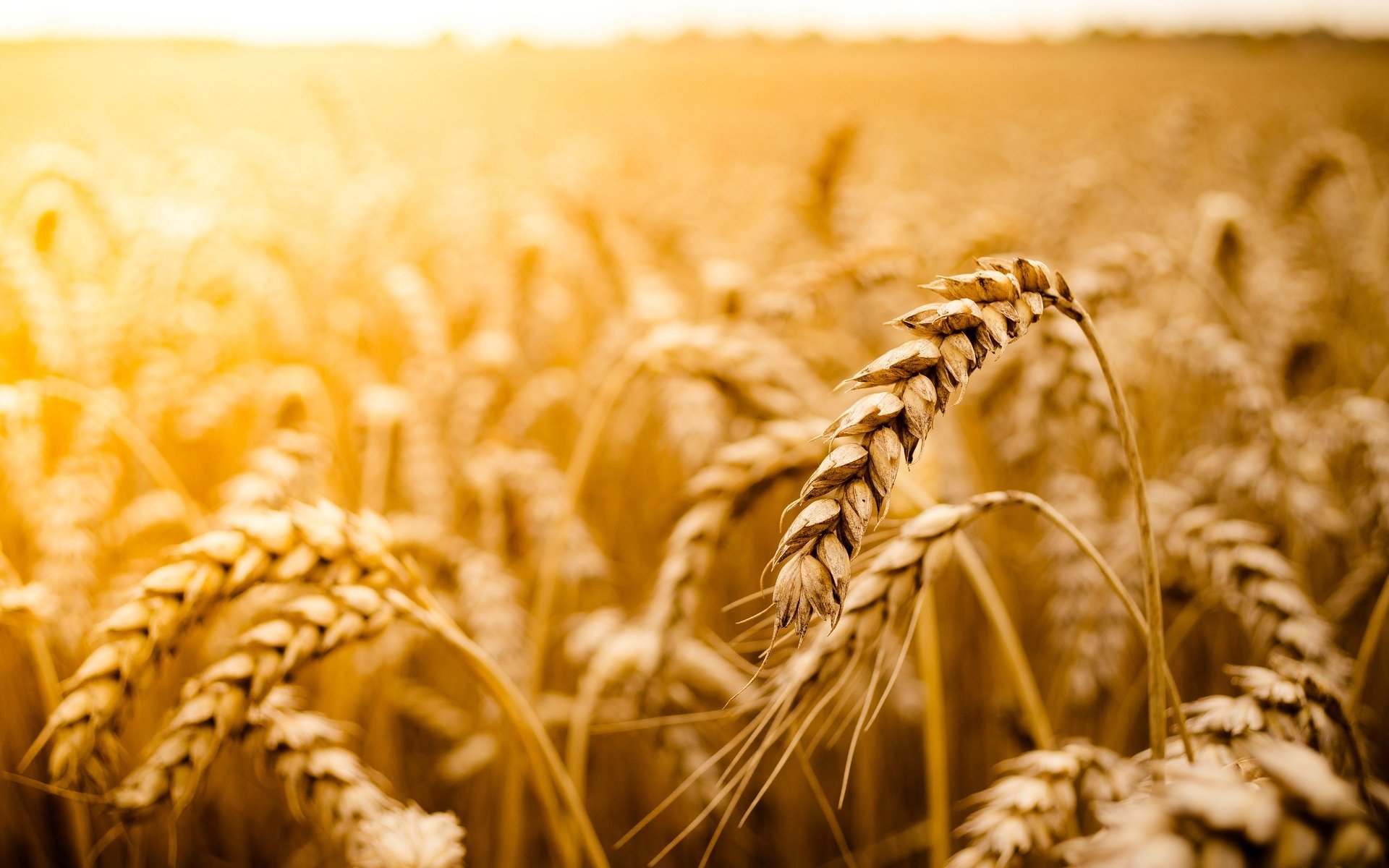 природа поле пшеница зерна солнце скачать