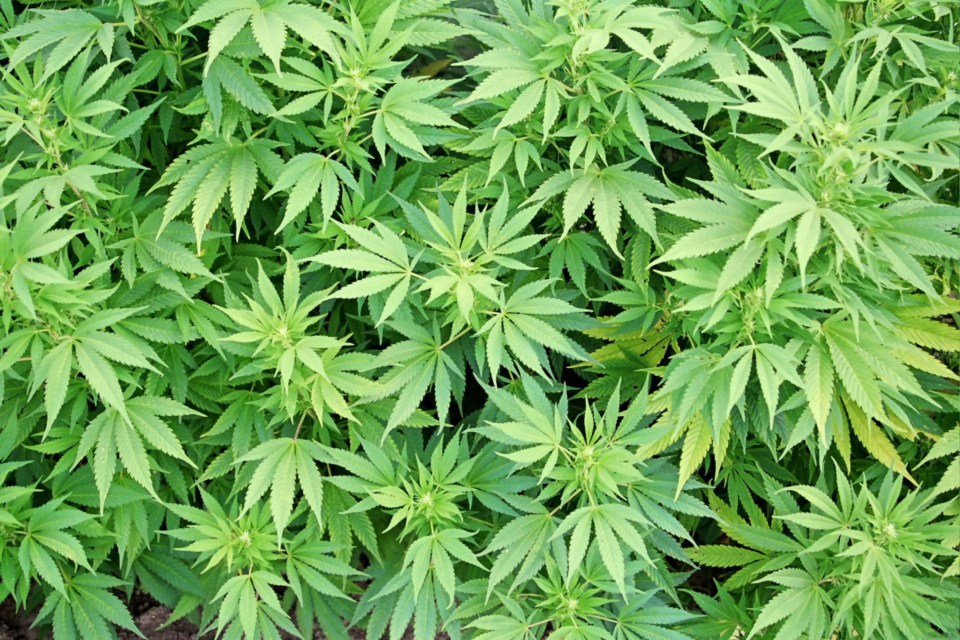 Скачать обои листья конопли проращивание семечки марихуаны