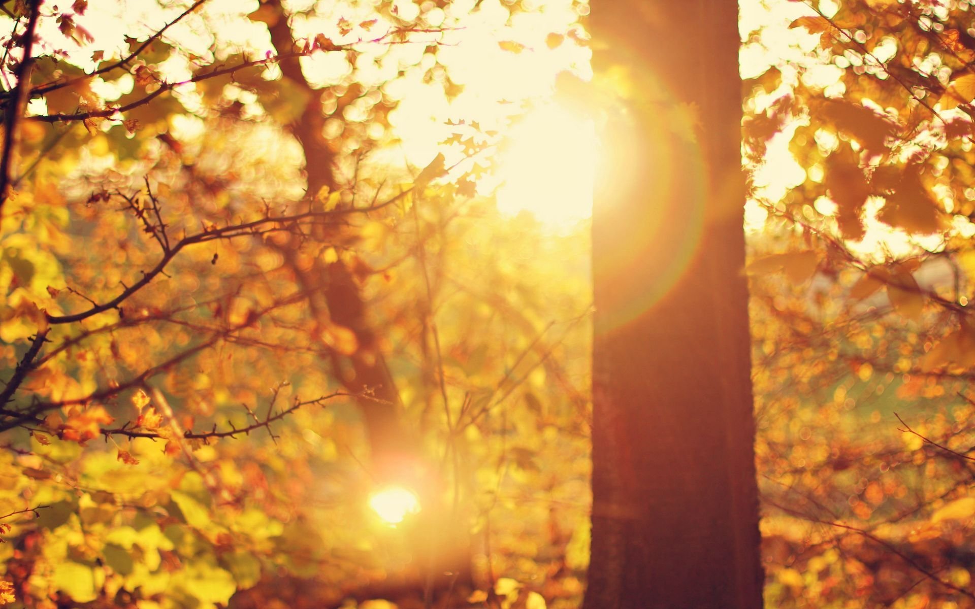 Солнце поднимается и лес озаряется ярко