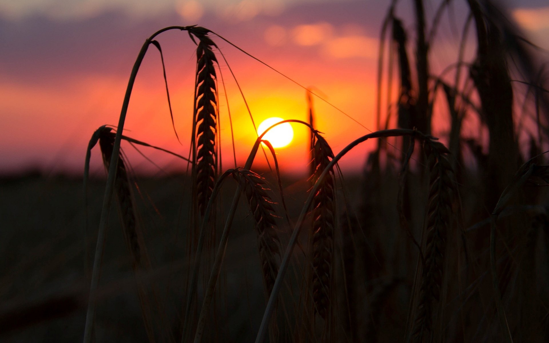 закат поле рожь sunset field rye без смс