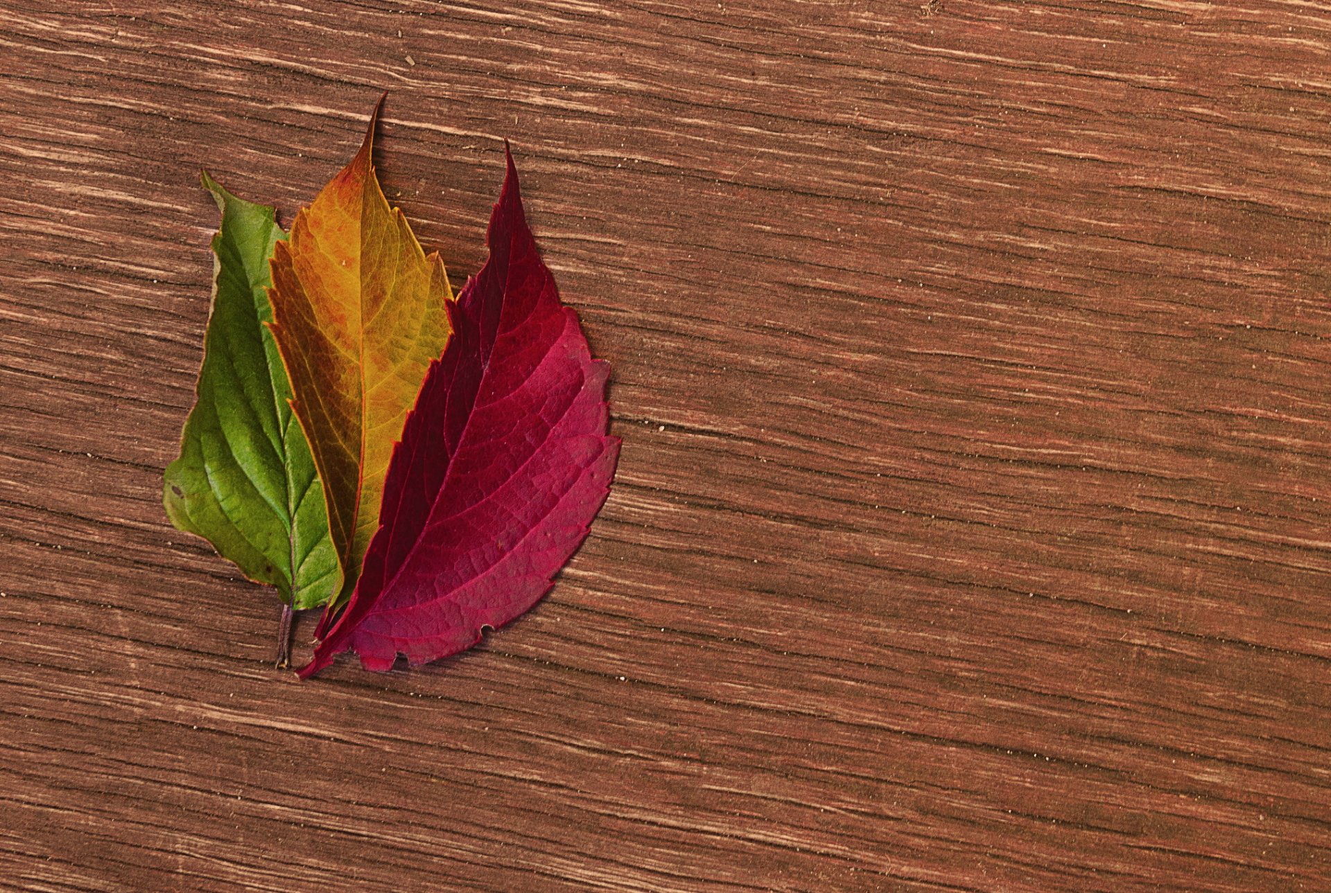 поверхность дерево листья осенние разноцветные