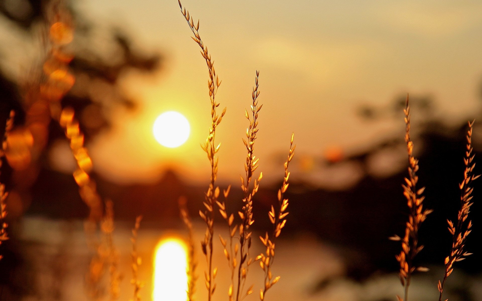 Янтарный свет заката над сухой травой без смс