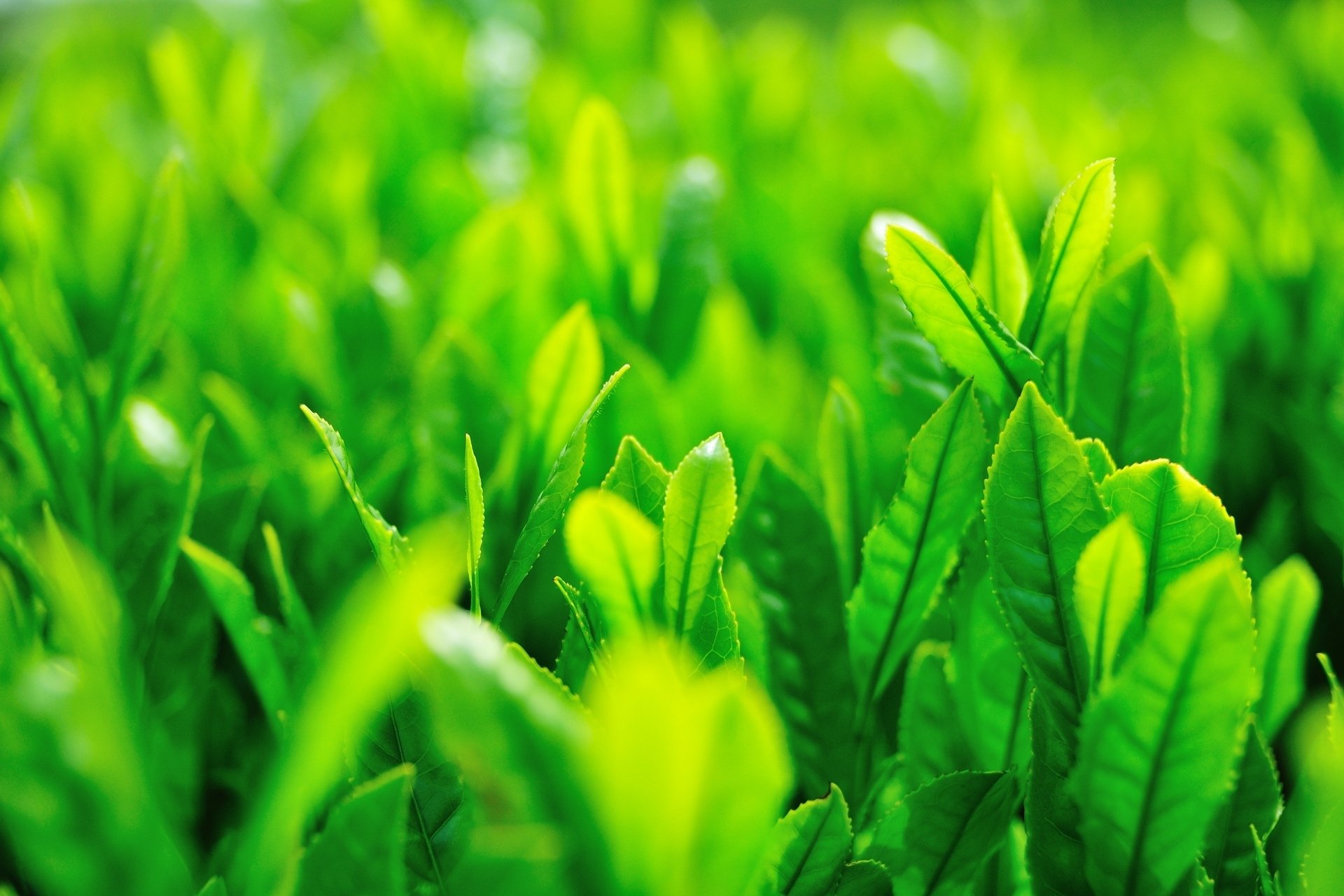 Зеленые картинки. Зелёные растения. Природа трава. Сочная трава. Сочная зелень.