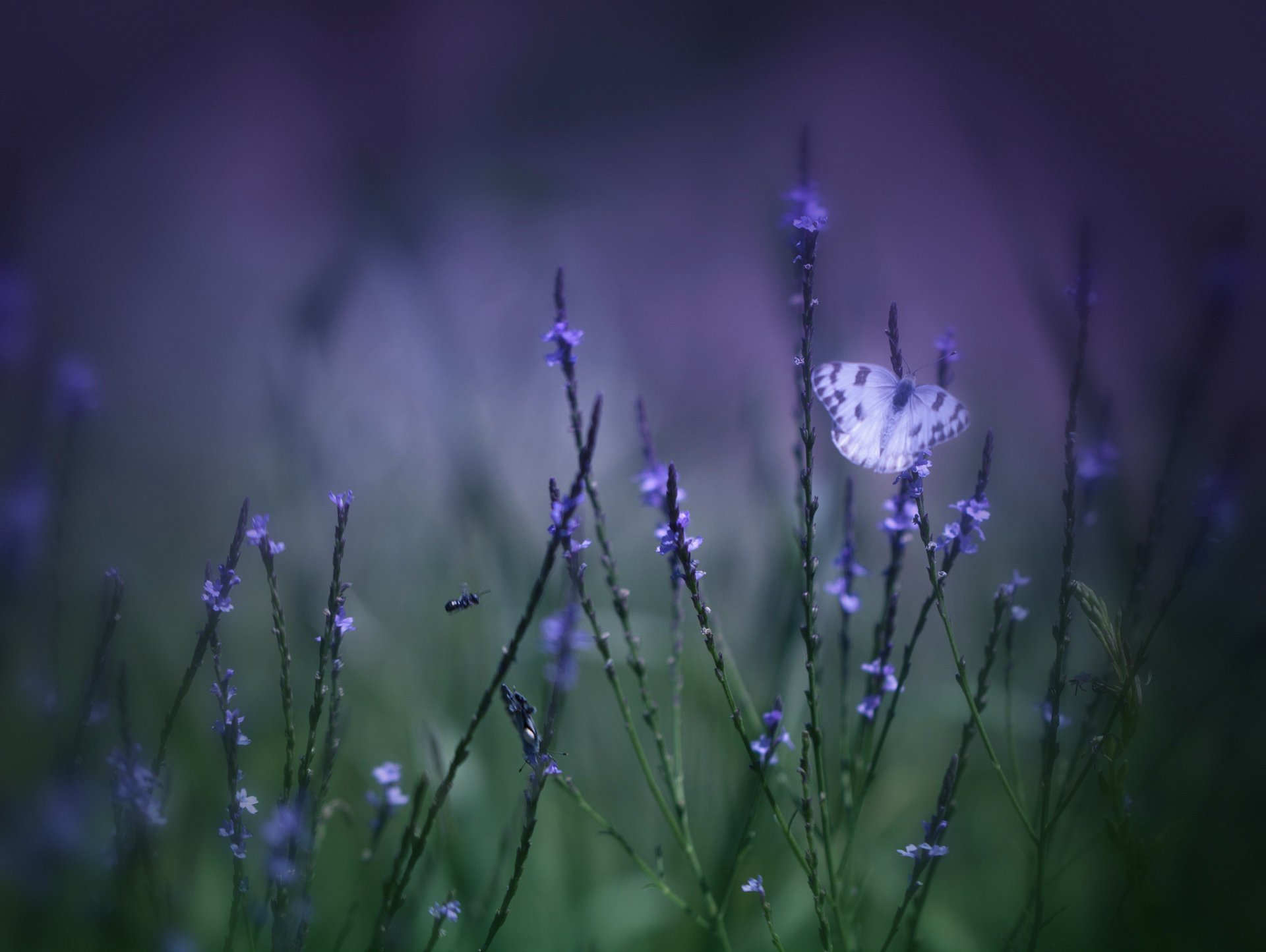 цветок трава темнота без смс