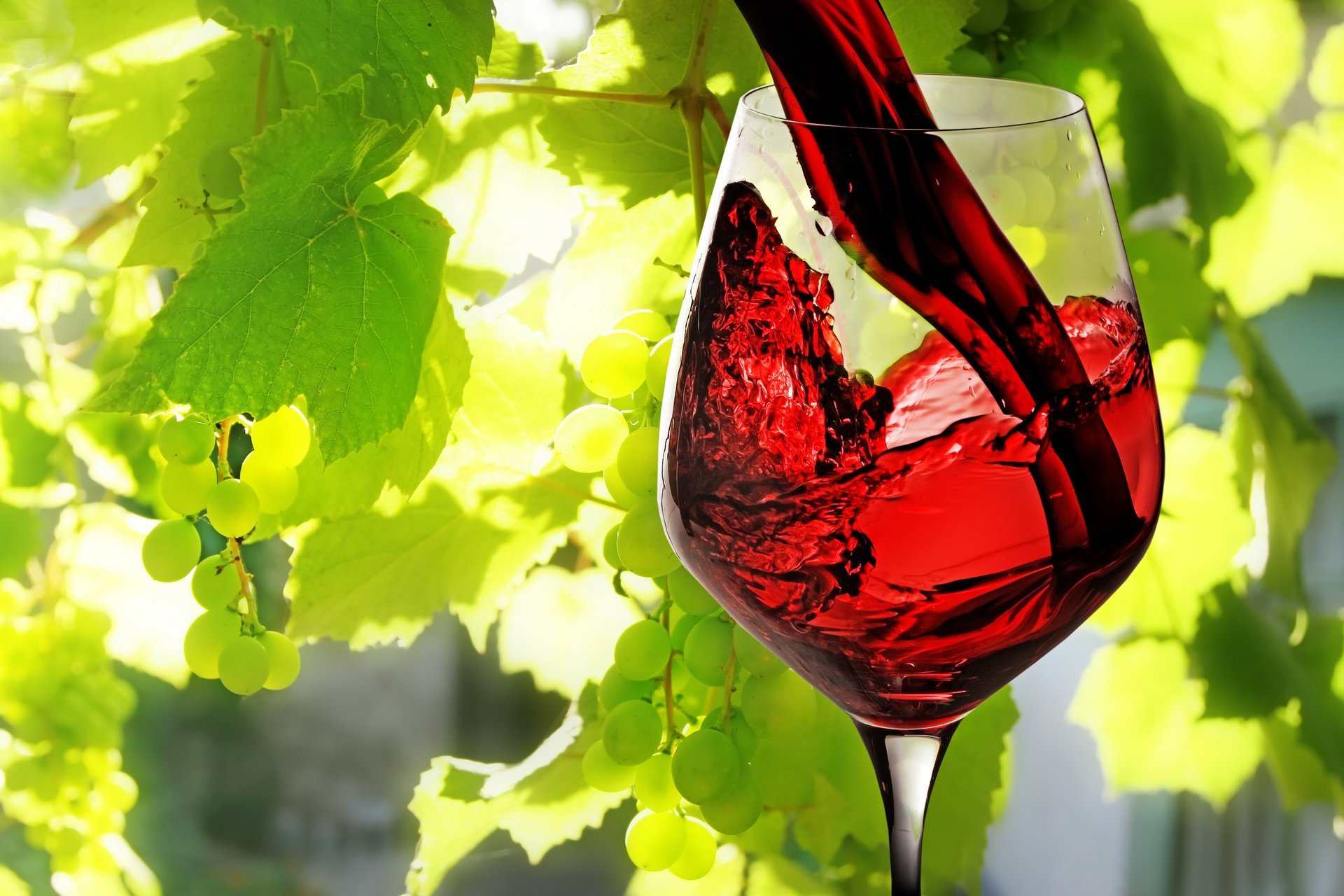 вино красное наливается бокал листья виноград