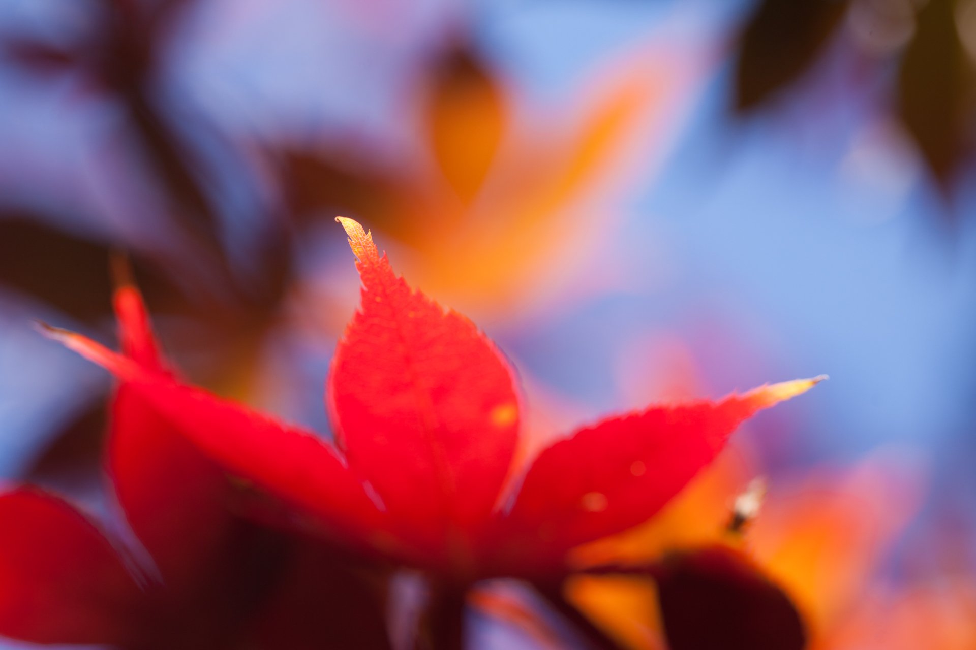 лист оранжевый осень вода природа загрузить
