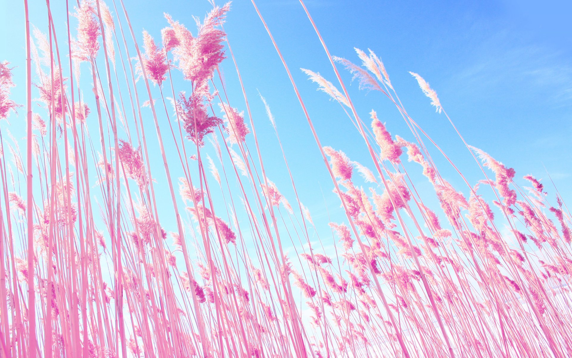 Розовая Природа Фото