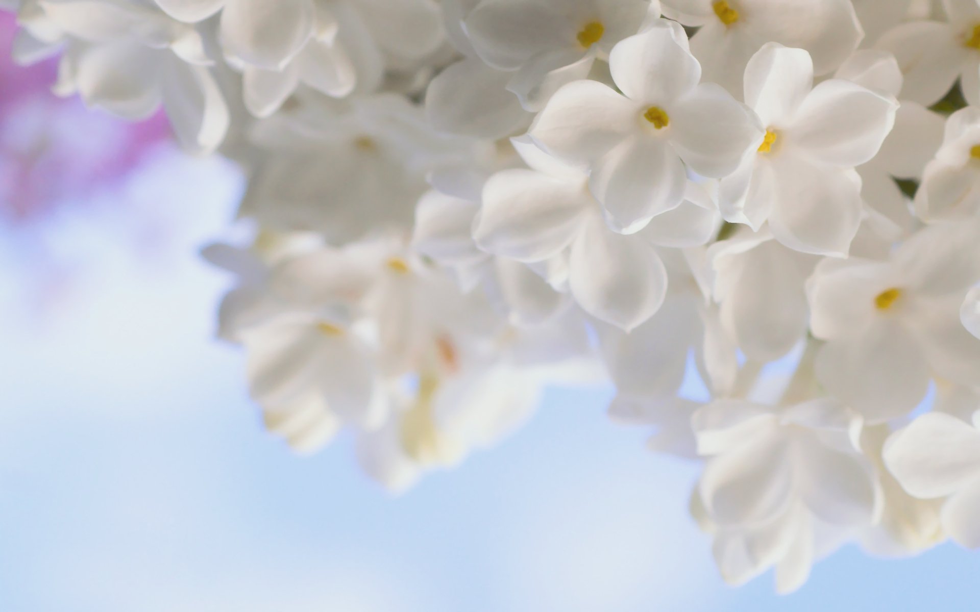 белый цветочек бесплатно