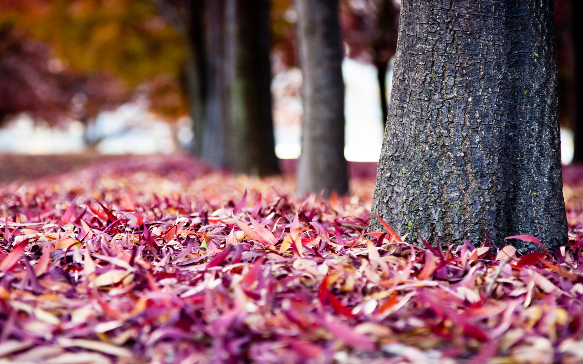 деревья в парке посадки стволы кора осень ворох листьев разноцветные краски листва размытость фон