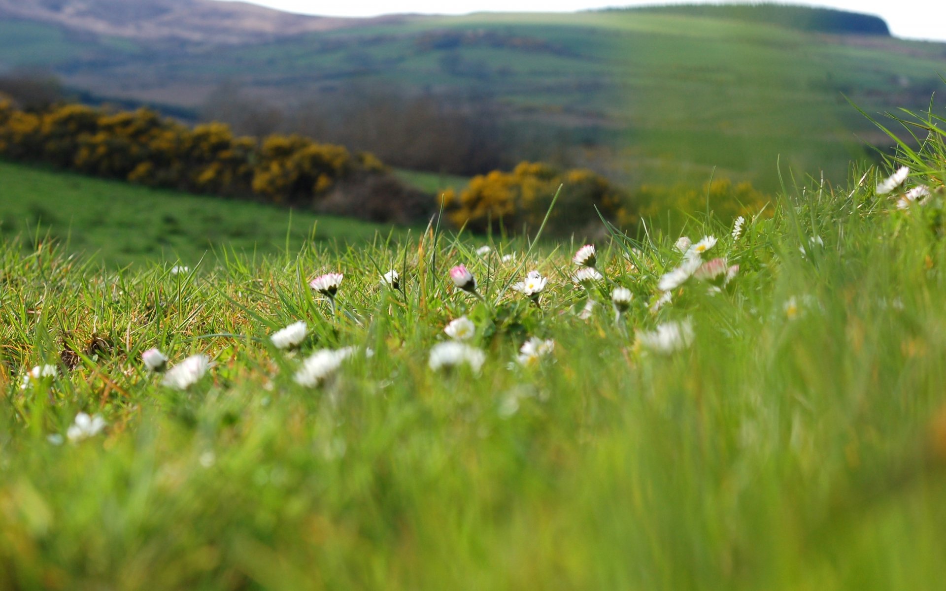 трава макро ромашки цветы растения зелень поле лето весна поляна холмы природа размытость