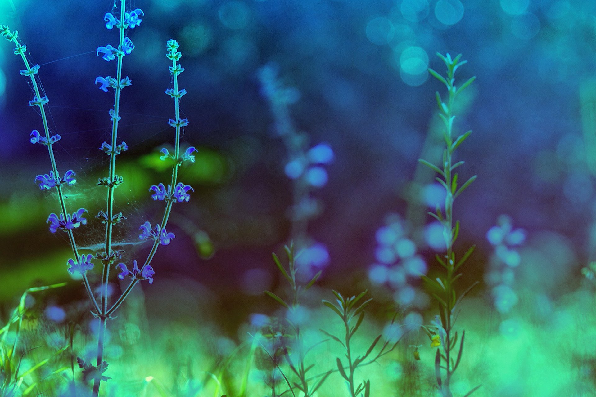 природа цветы синий бесплатно
