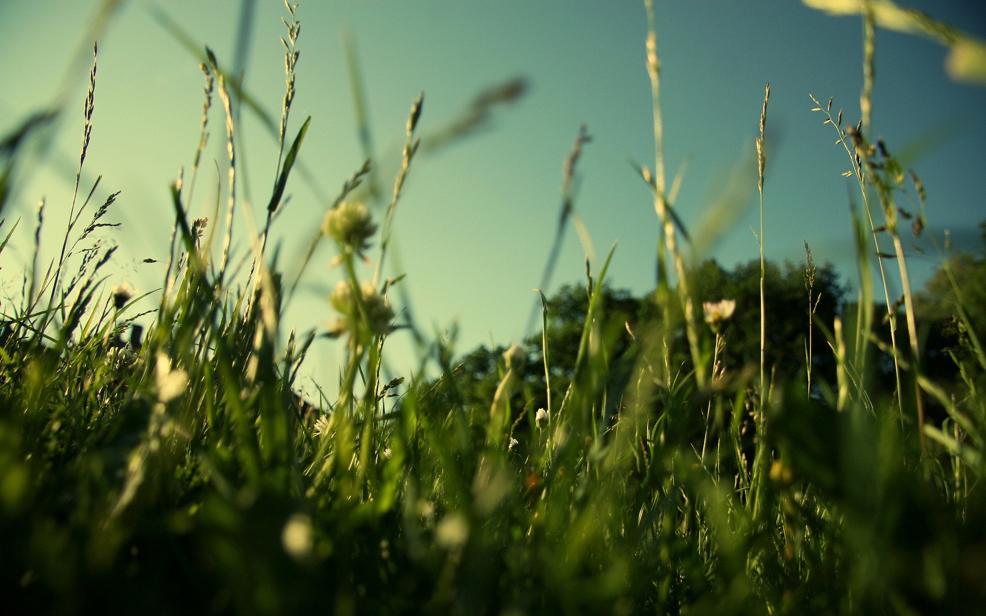 природа трава газон зелень поле лето макро