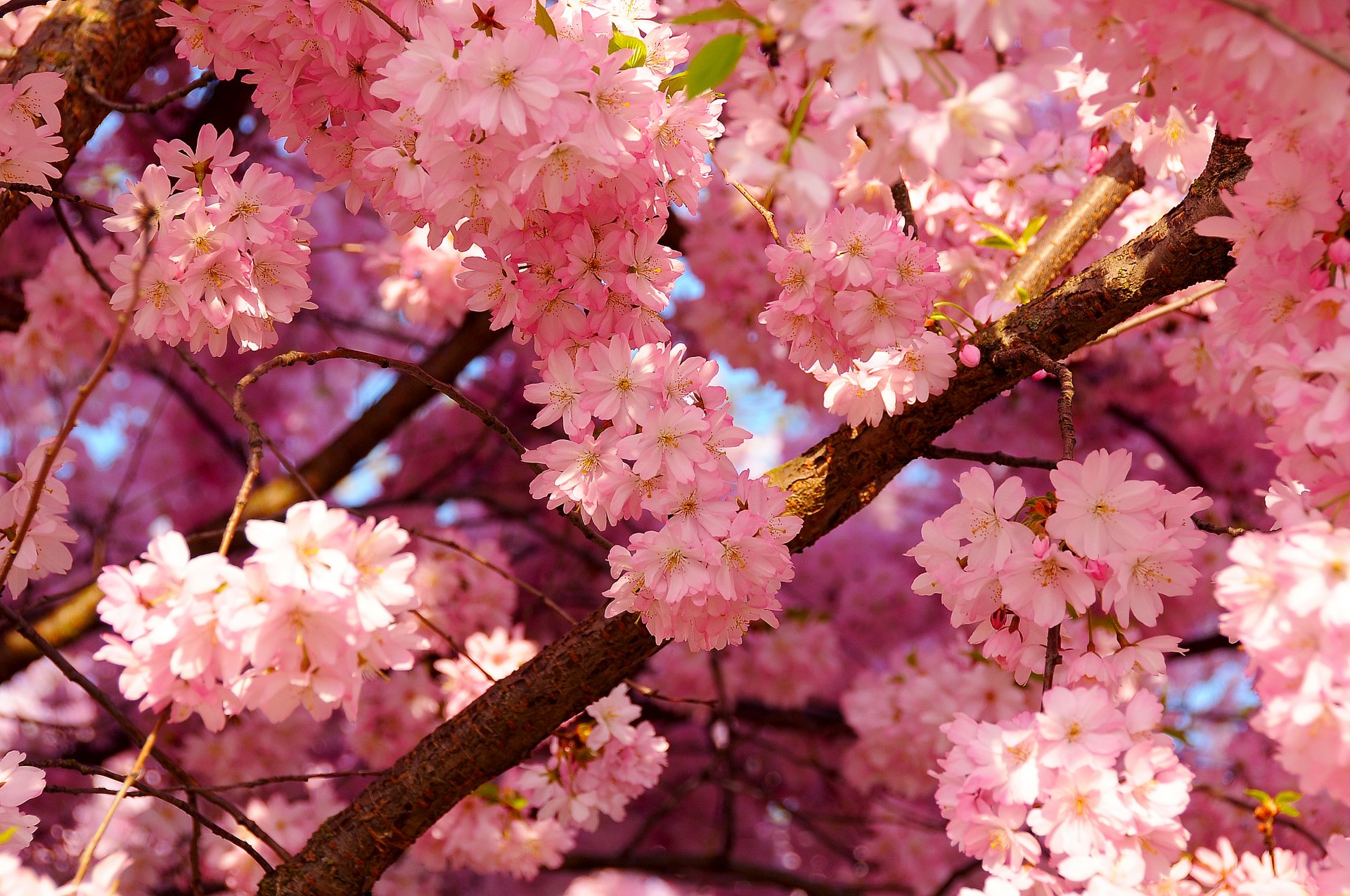 природа цветы деревья ветка сакура nature flowers trees branch Sakura без смс
