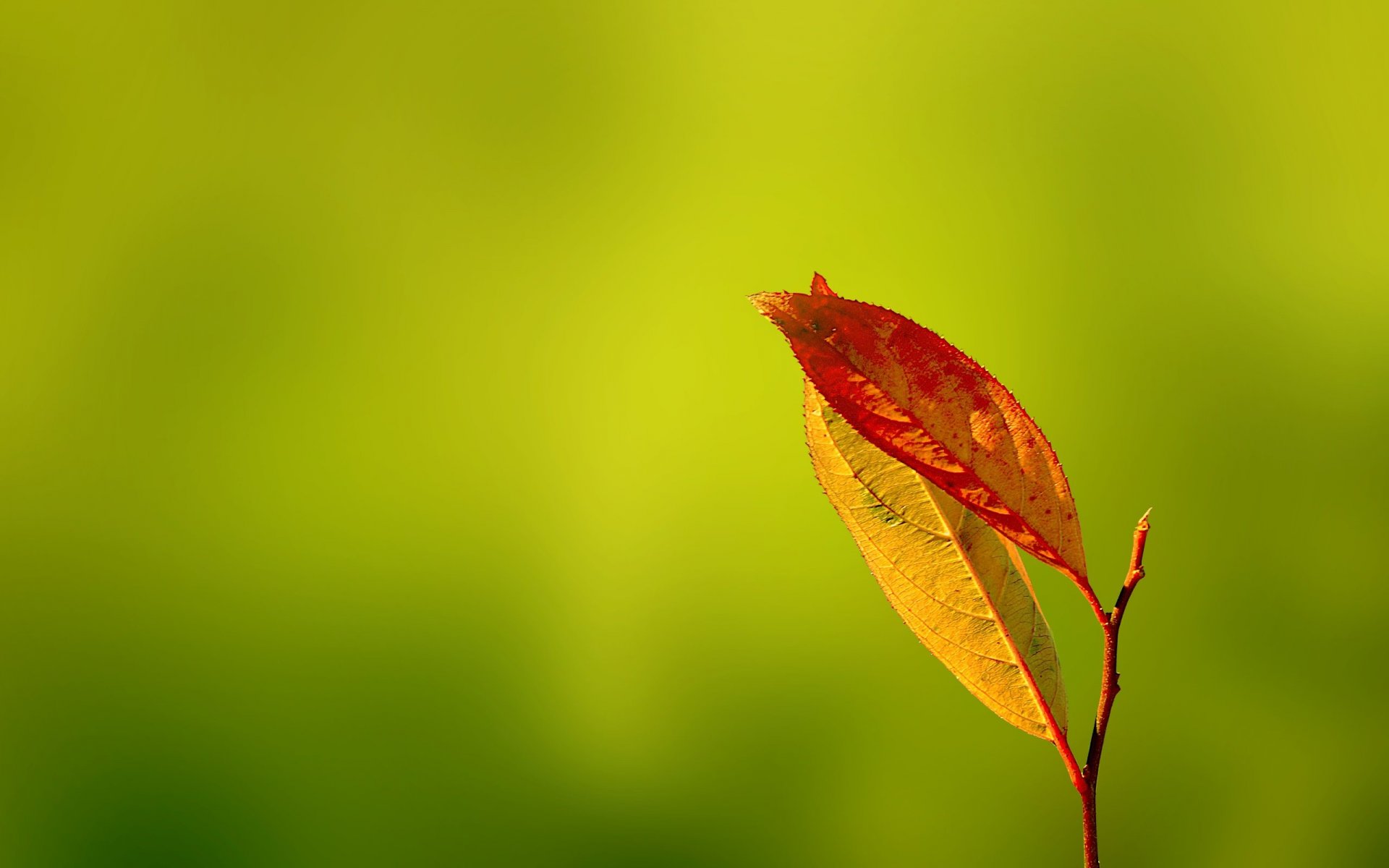 нежные ласки зелень листья осень