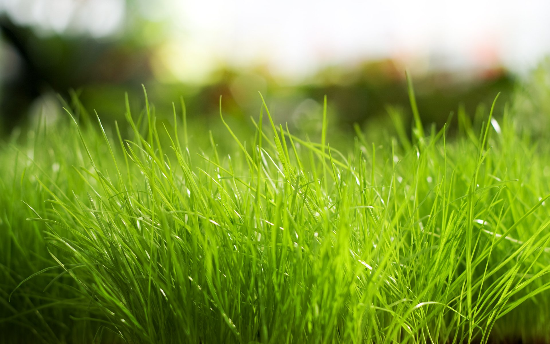 трава макро grass macro без смс