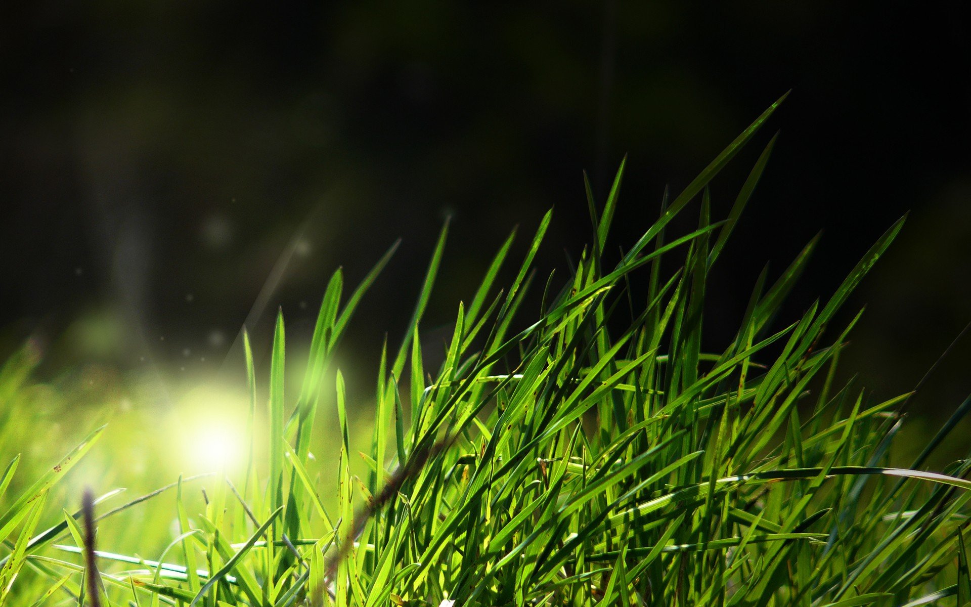 Темно-зеленая трава макро съемка загрузить