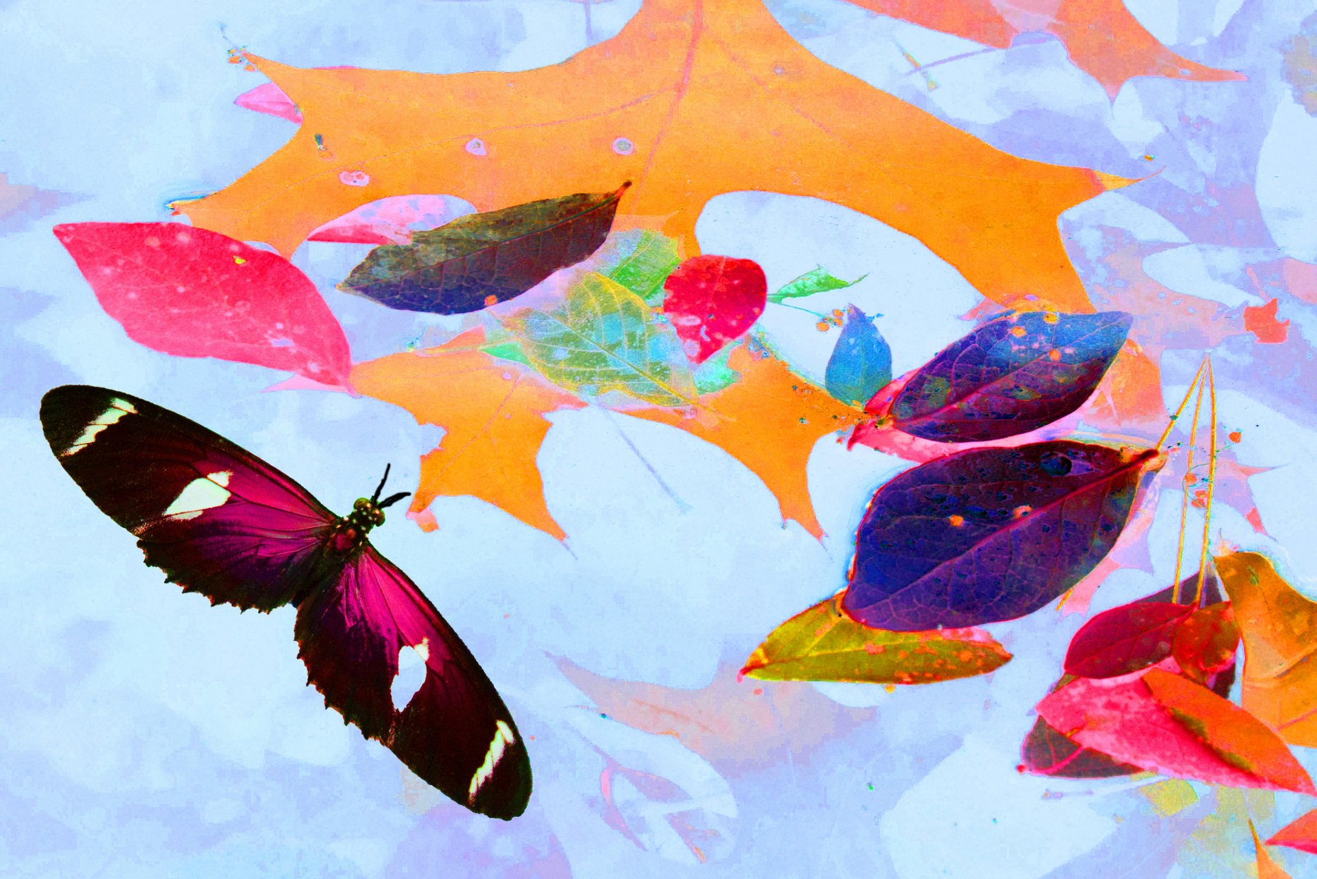 Осенние листья абстракция
