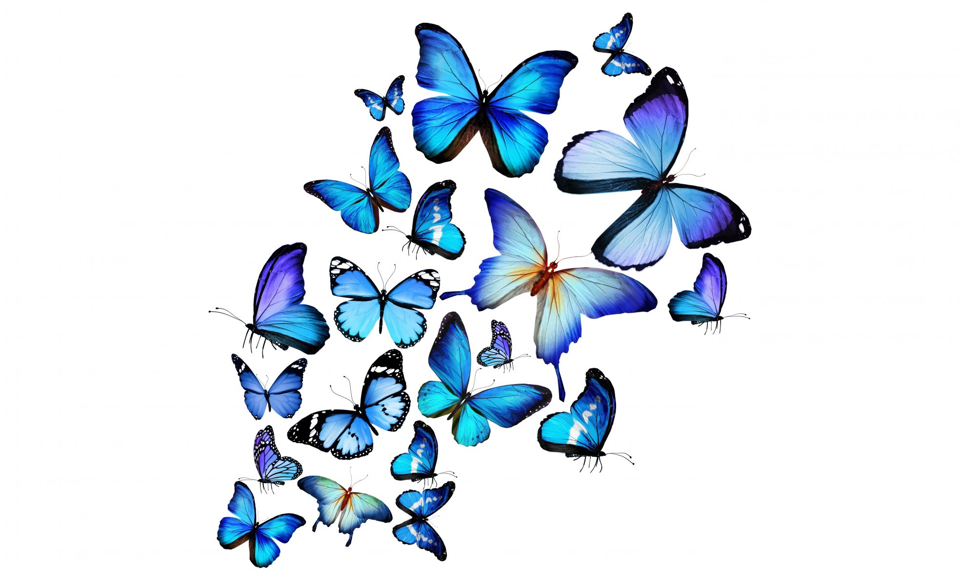 синие бабочки 3d голубые бабочки