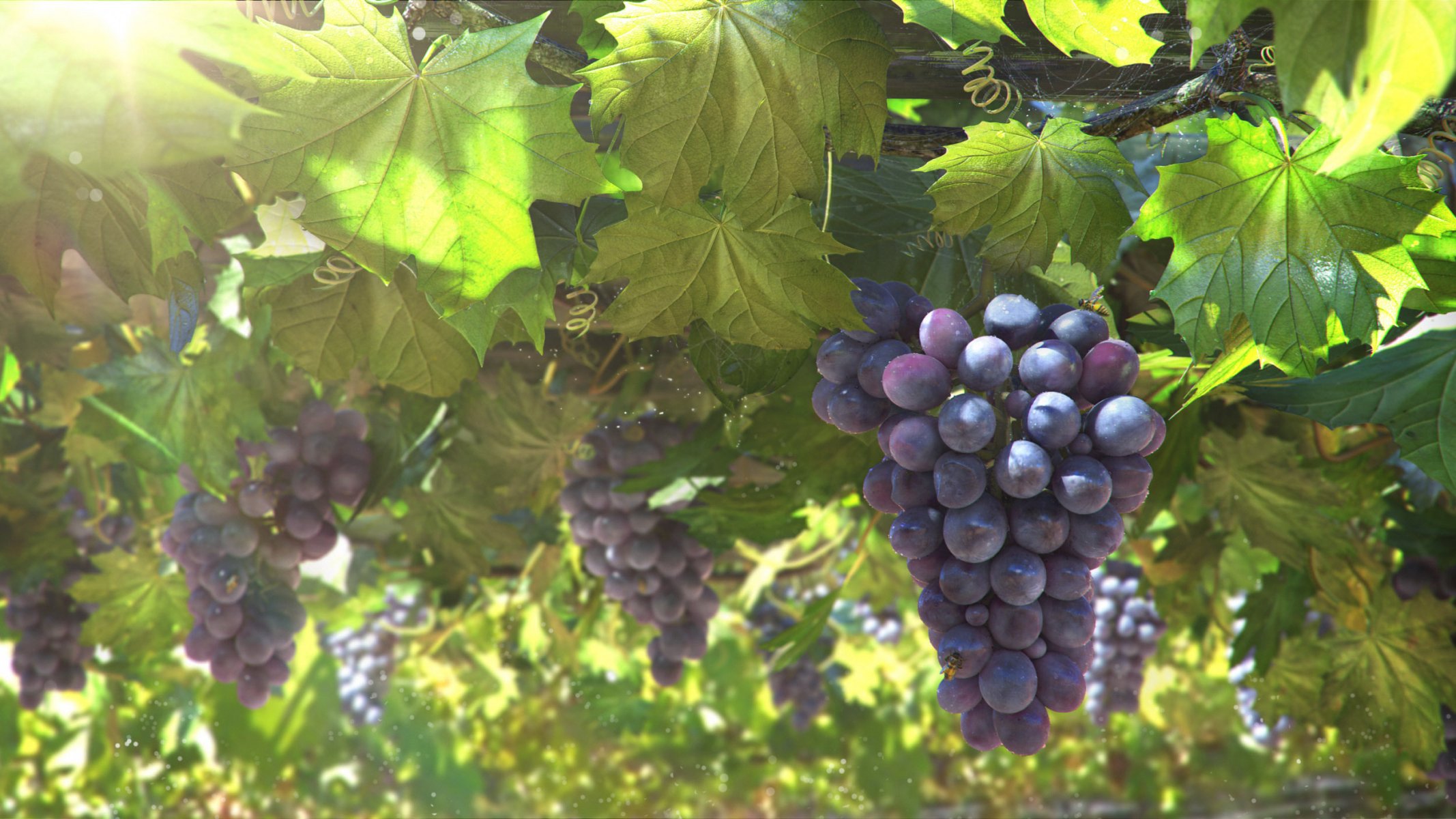 природа виноград без смс