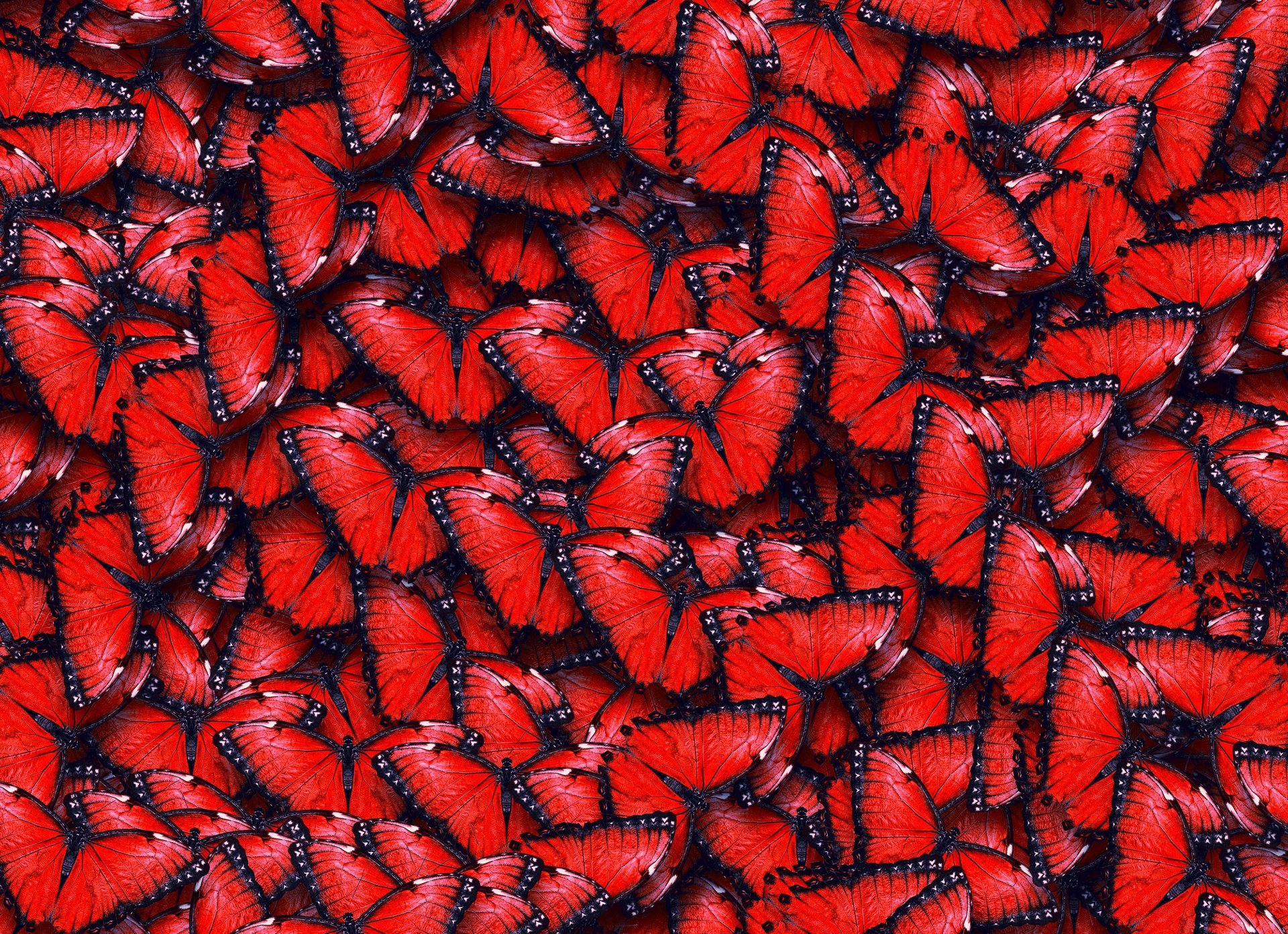 Бабочка с черно-красными крыльями без смс