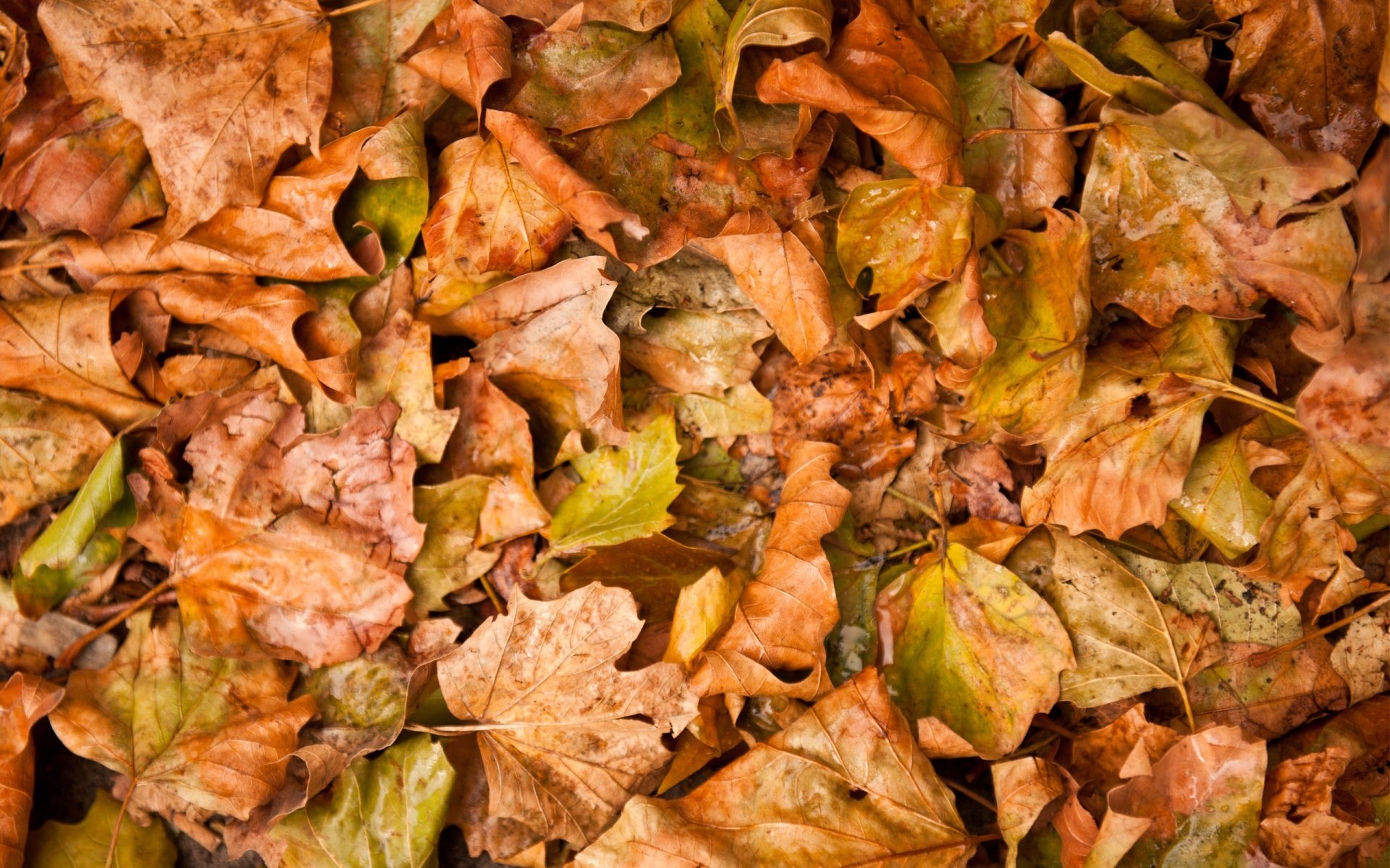 Опавшие листья содержание