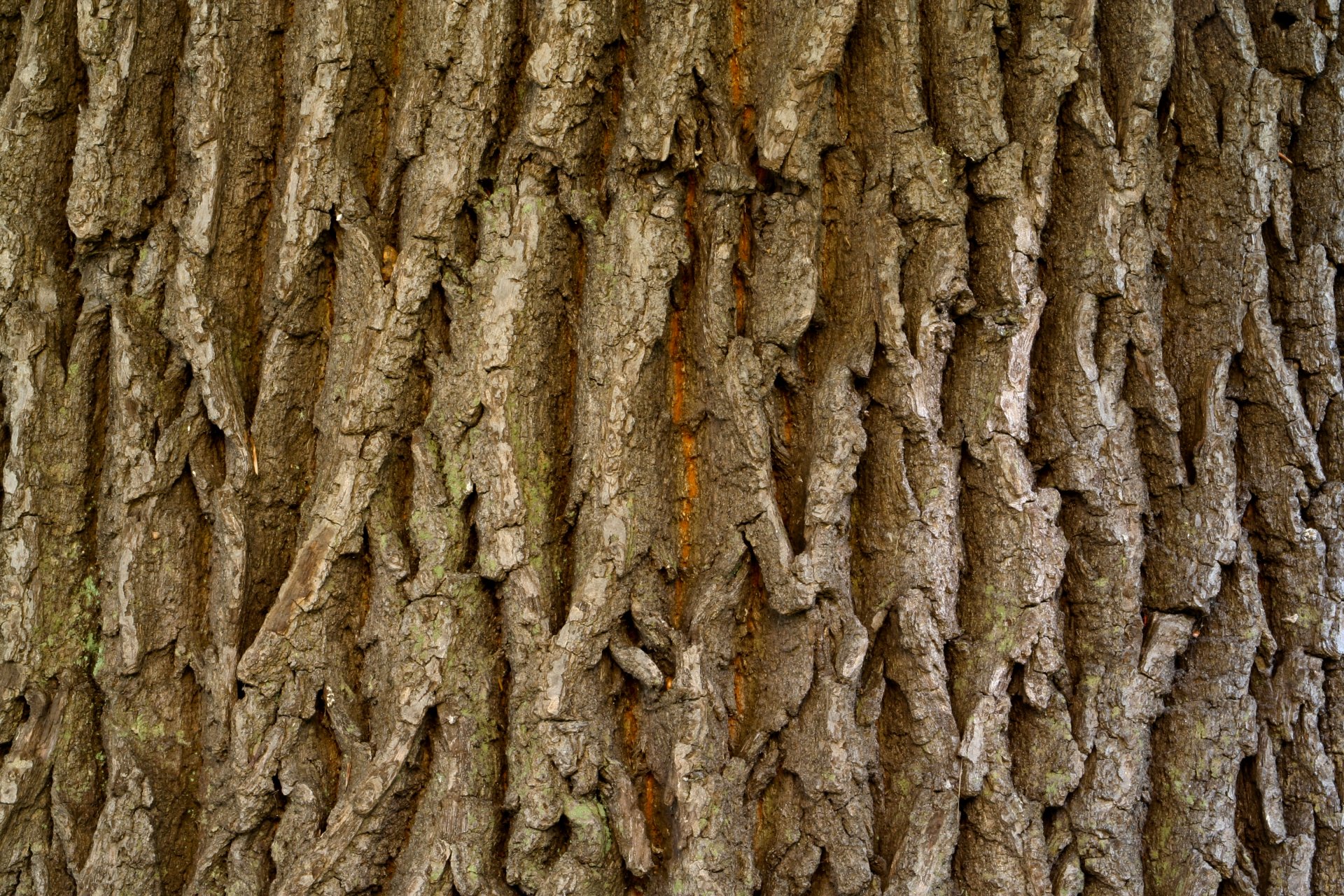 Rust tree leaves фото 95