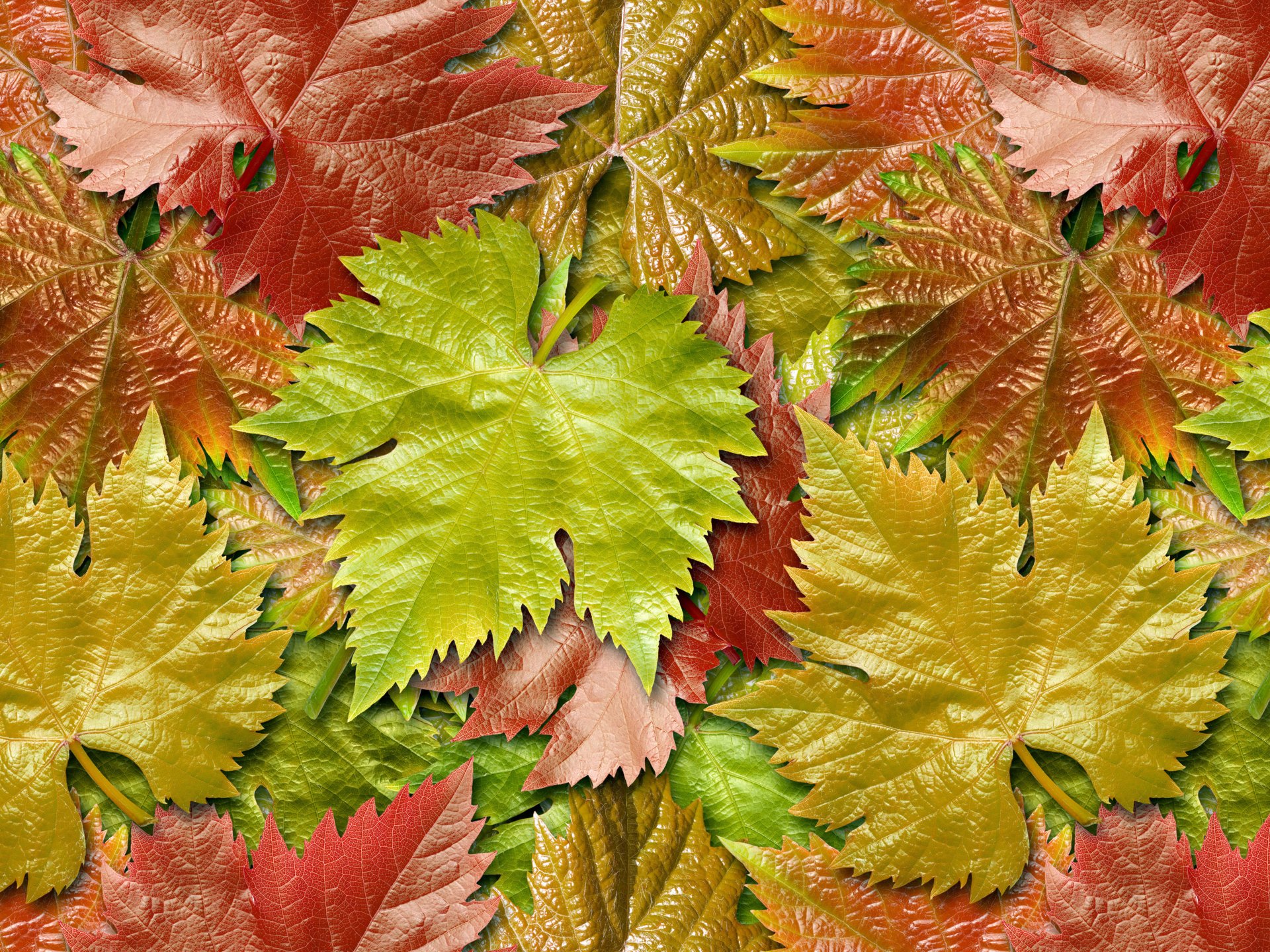 Листья Винограда Осенью Фото