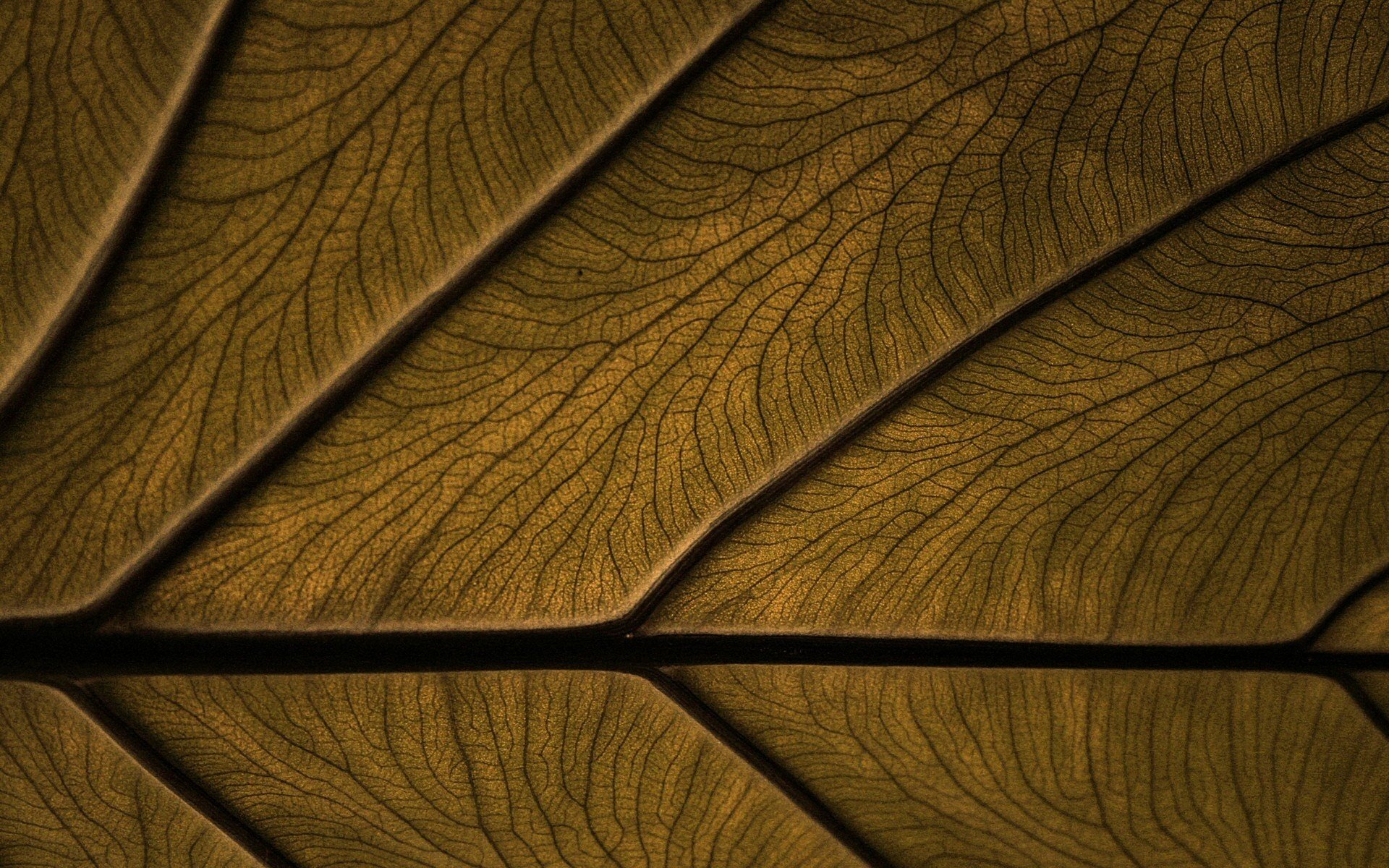текстура фон лист макро прожилки странный цвет