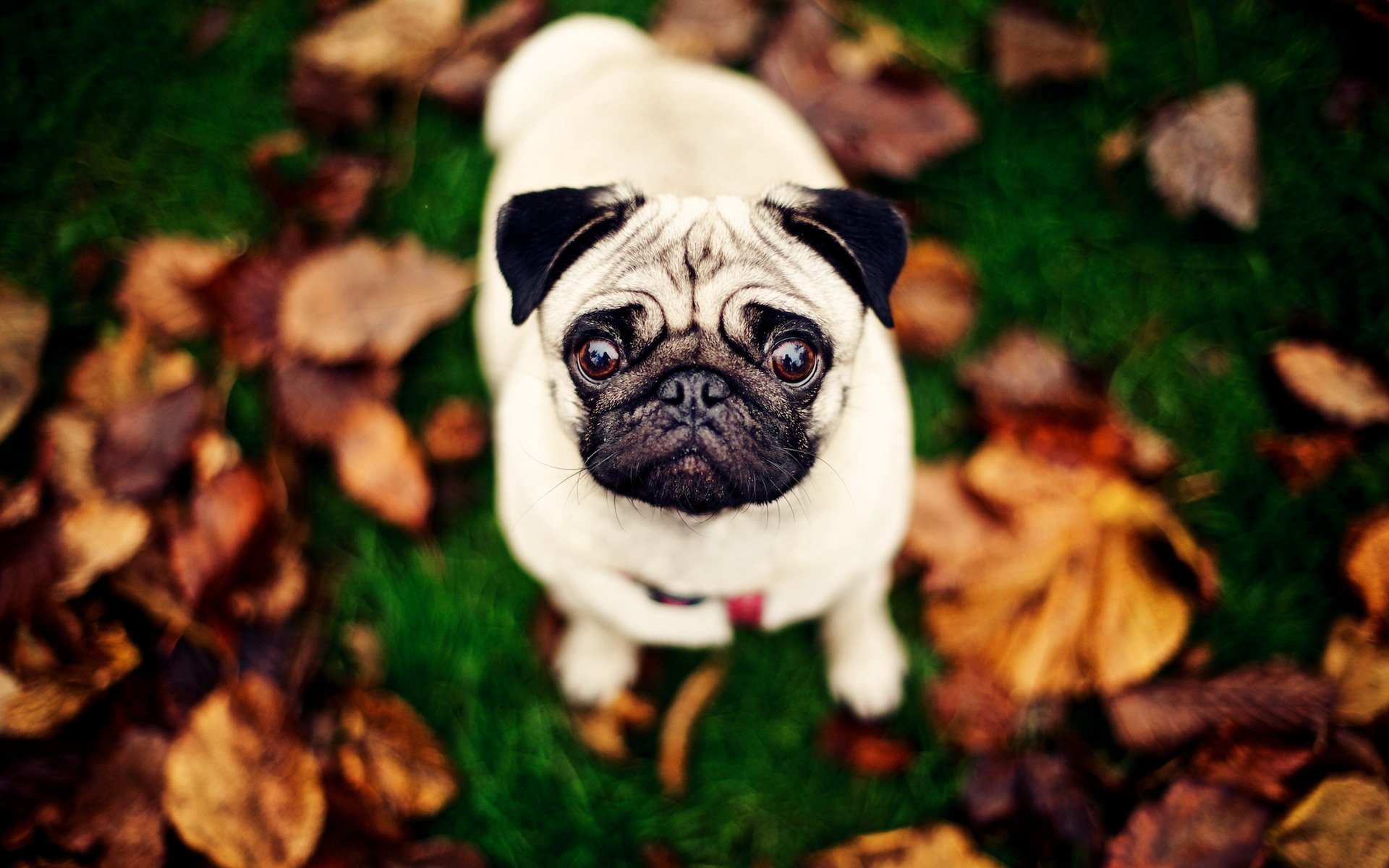 природа животные собака мопс листья осень загрузить