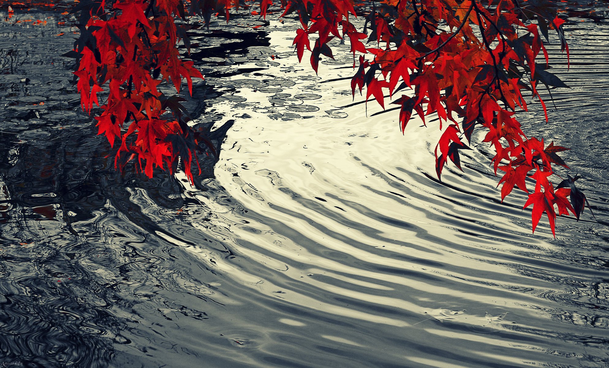 Осенние листья на фоне пруда