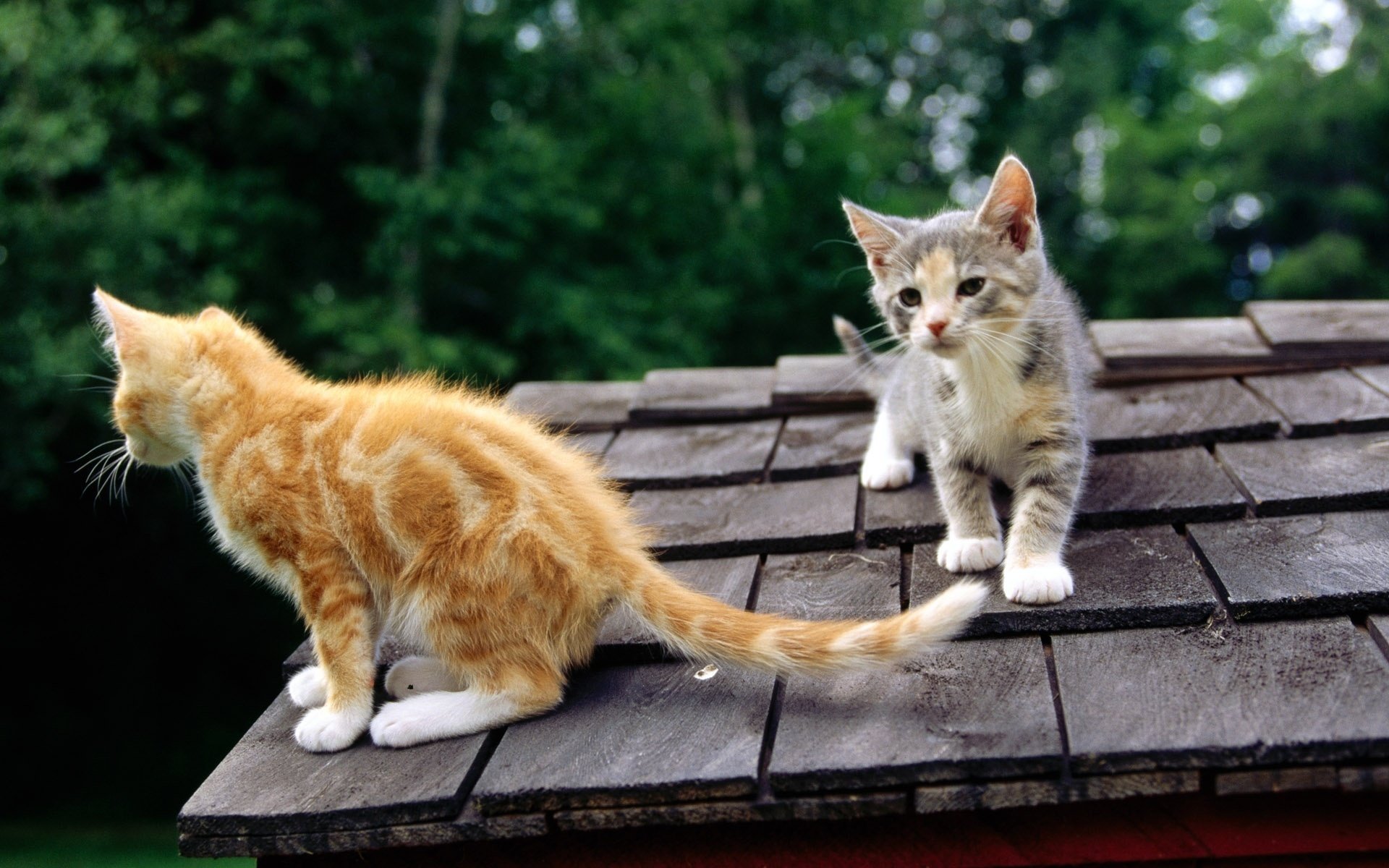 Два котёнка сидят на крыше