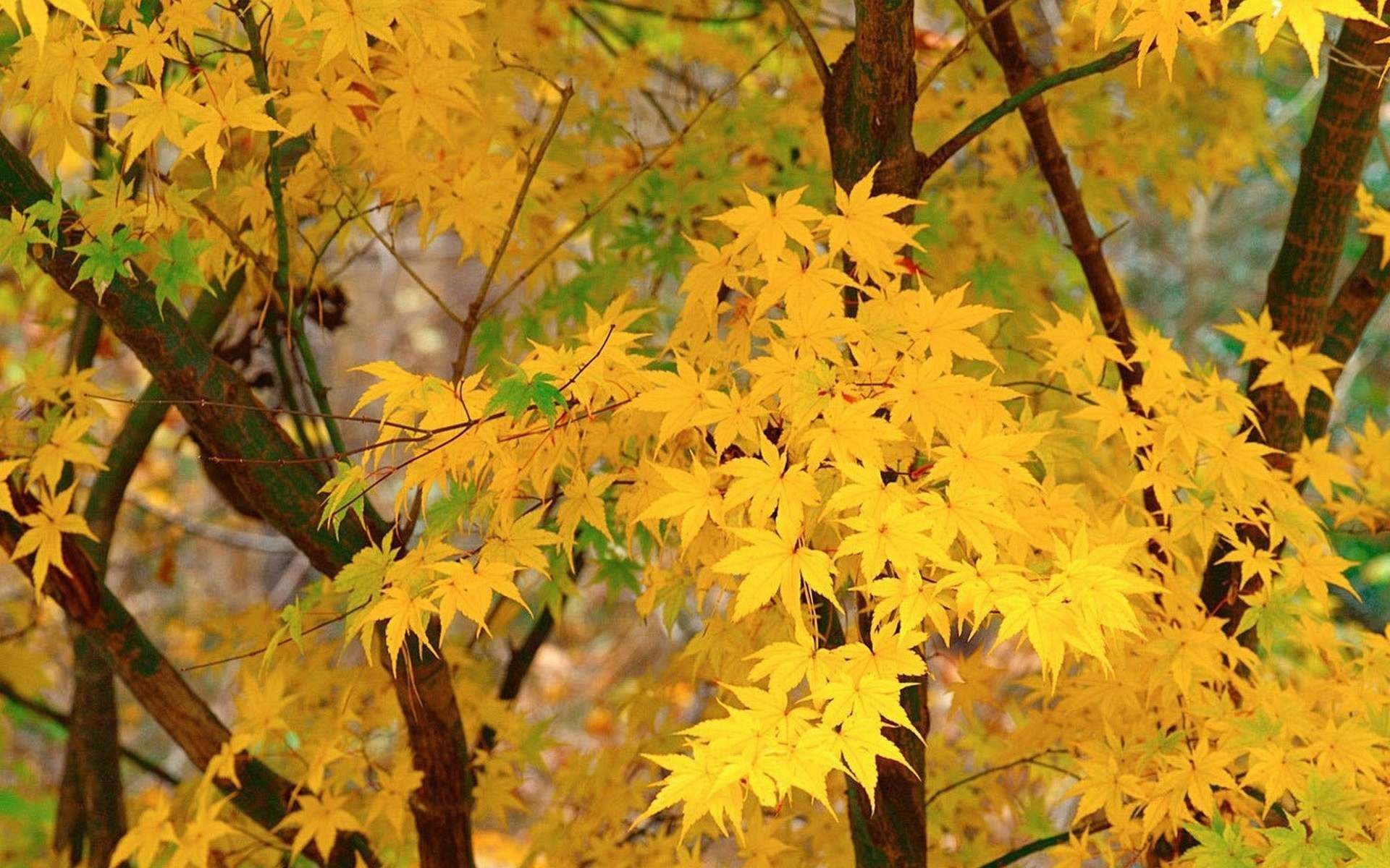 Листья клена на деревьях осенью
