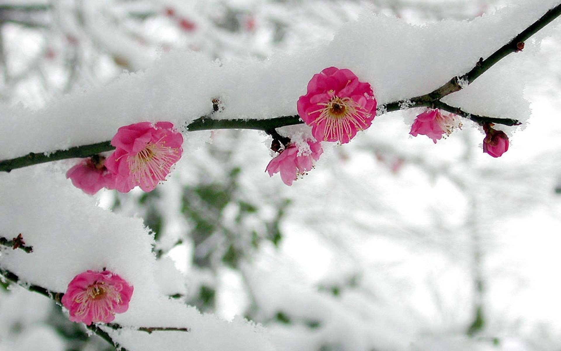 February first. Цветы Умэ японская слива. Сакура зимой Япония Ниигата. Сноу Флауэр. Зимние цветы.