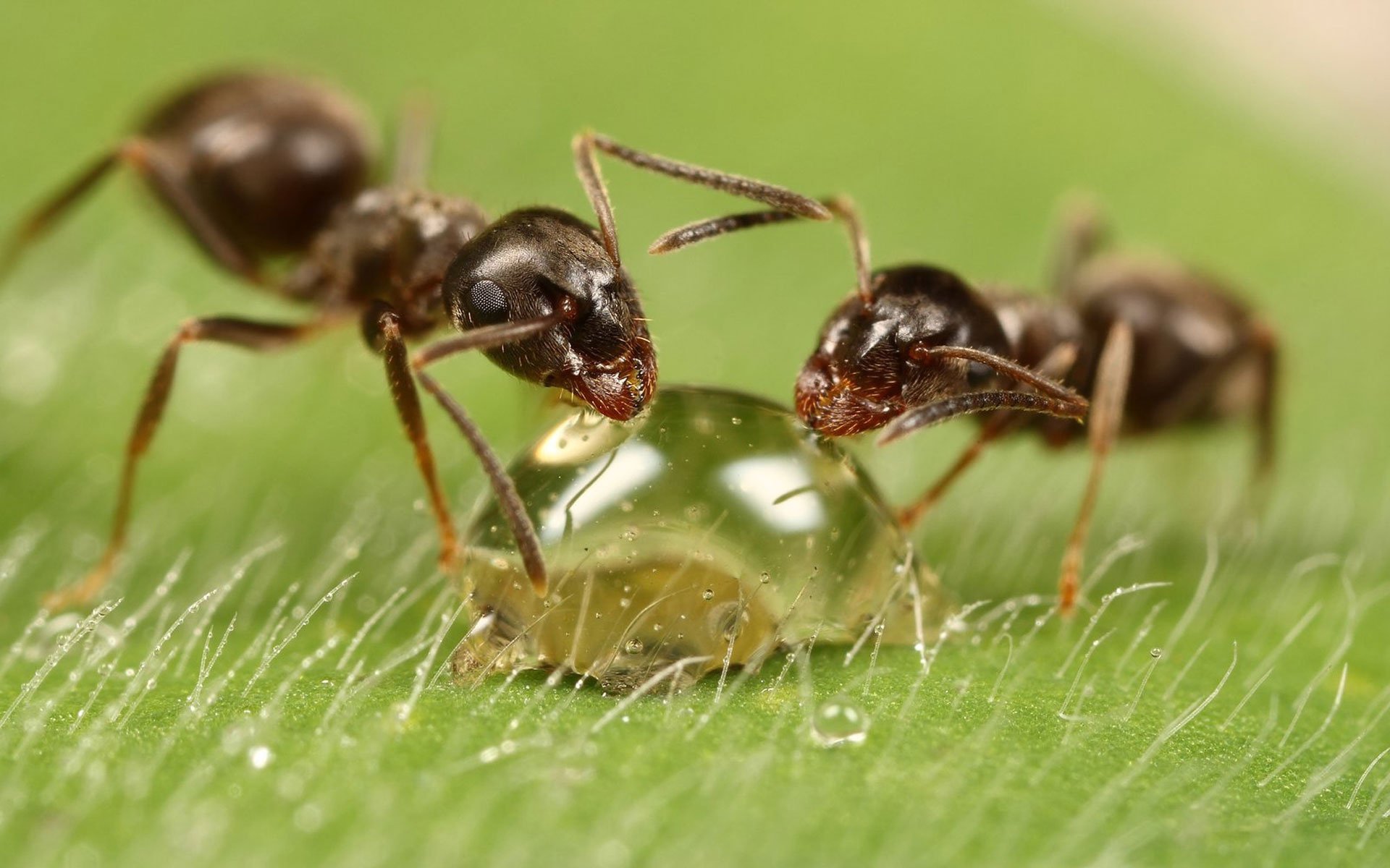 Картинки муравьев. Аргентинский муравей суперколонии. Насекомые муравей. Фото муравьев. Сахарные муравьи.