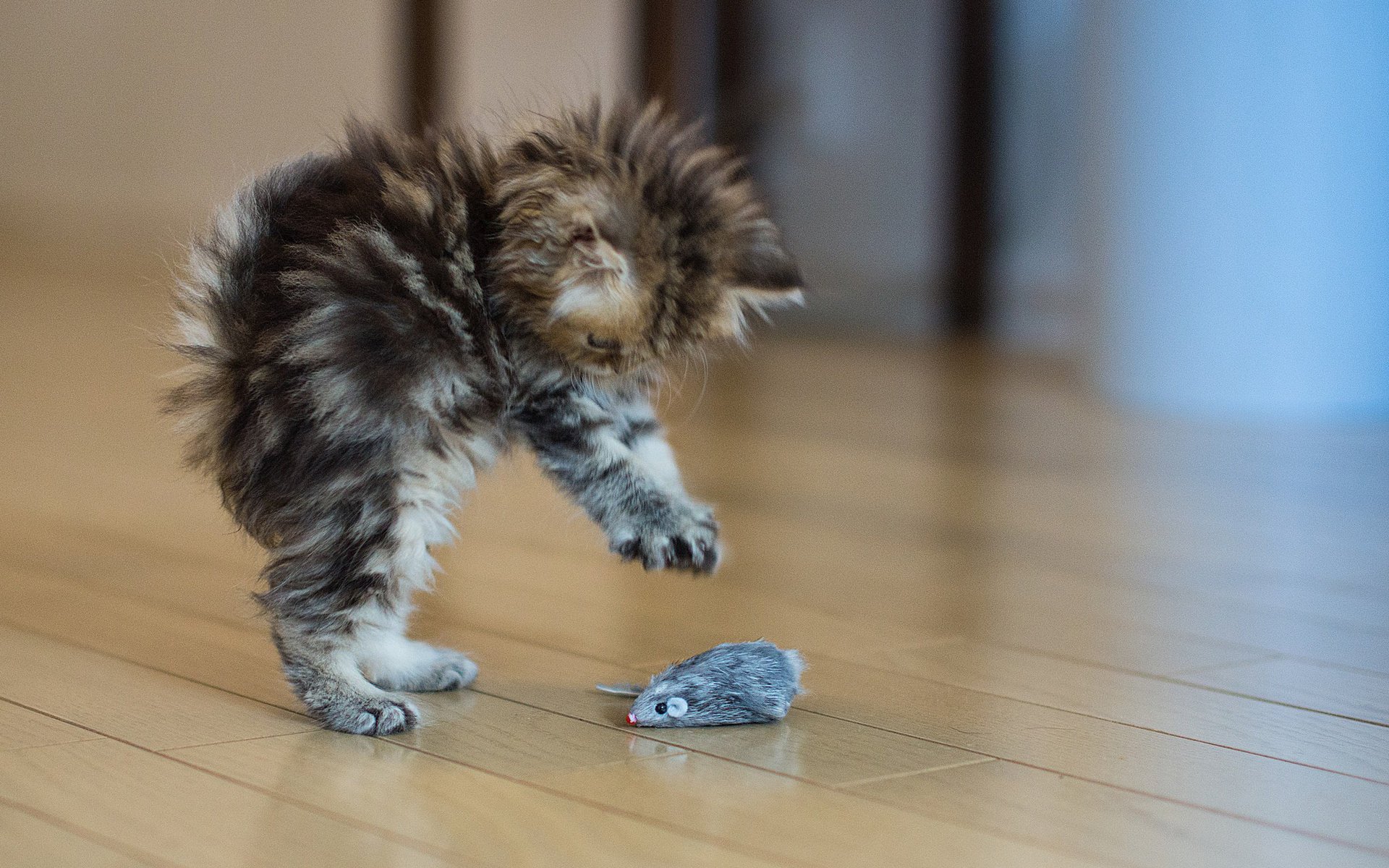 Пушистый котенок играет с мышкой