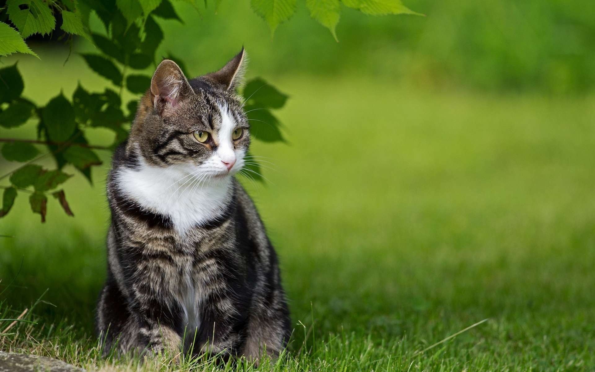 Серая кошка сидит в траве