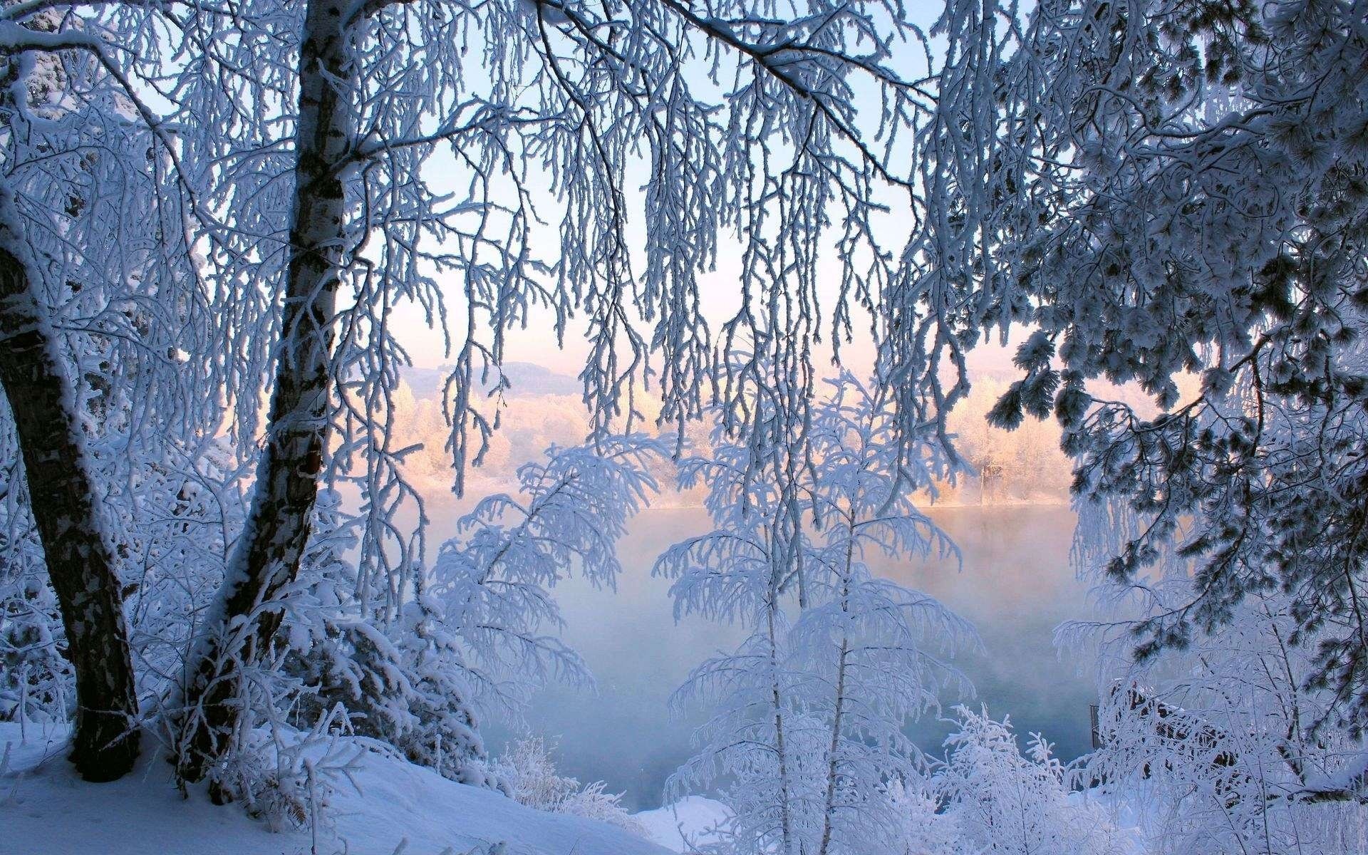 Снежные деревья покрытые инеем
