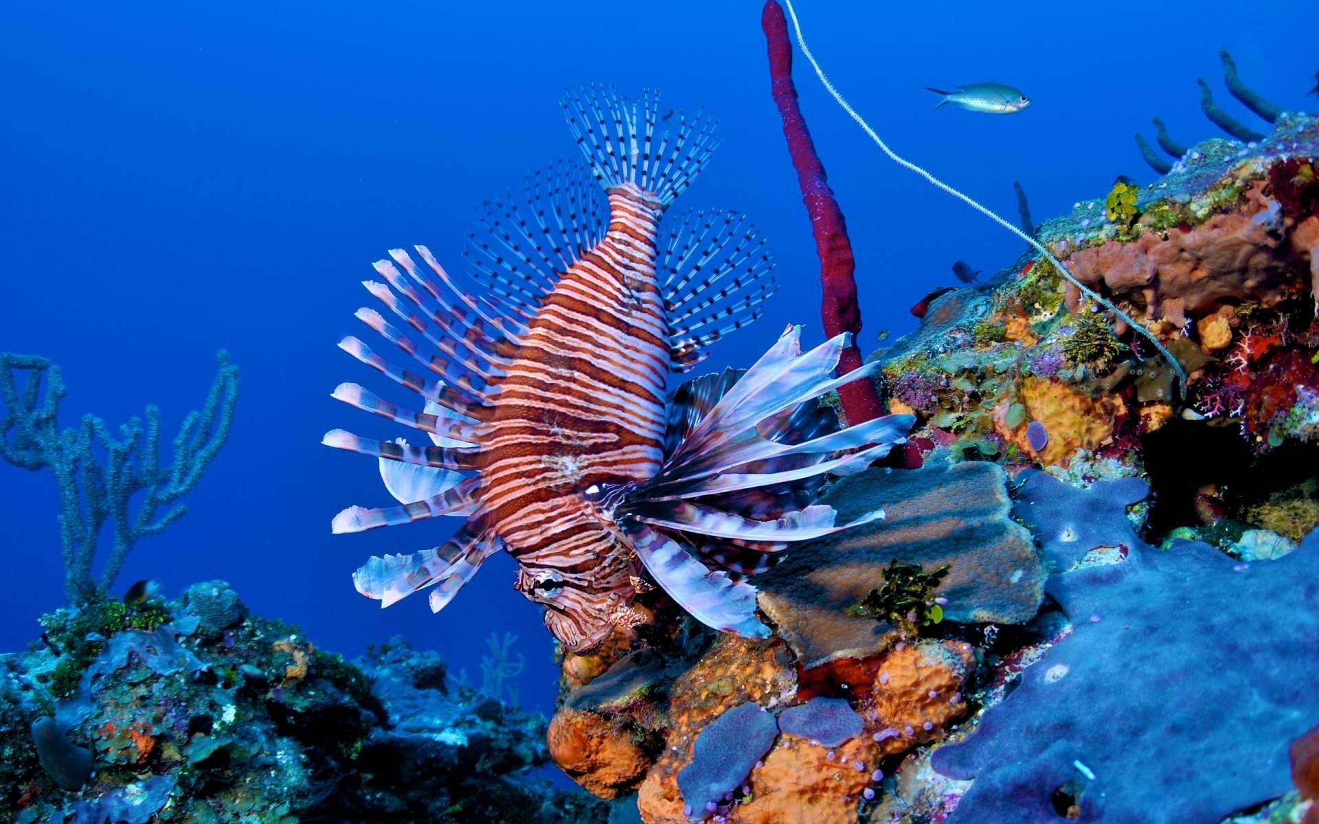Красивая полосатая рыба-лев на рифе