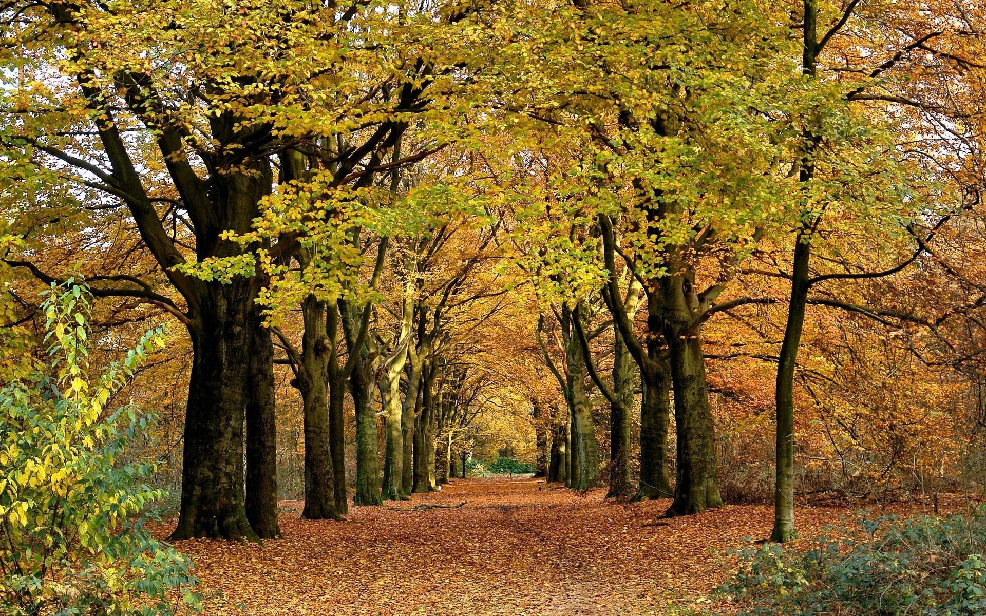 Осенний пейзаж в парке с аллеей