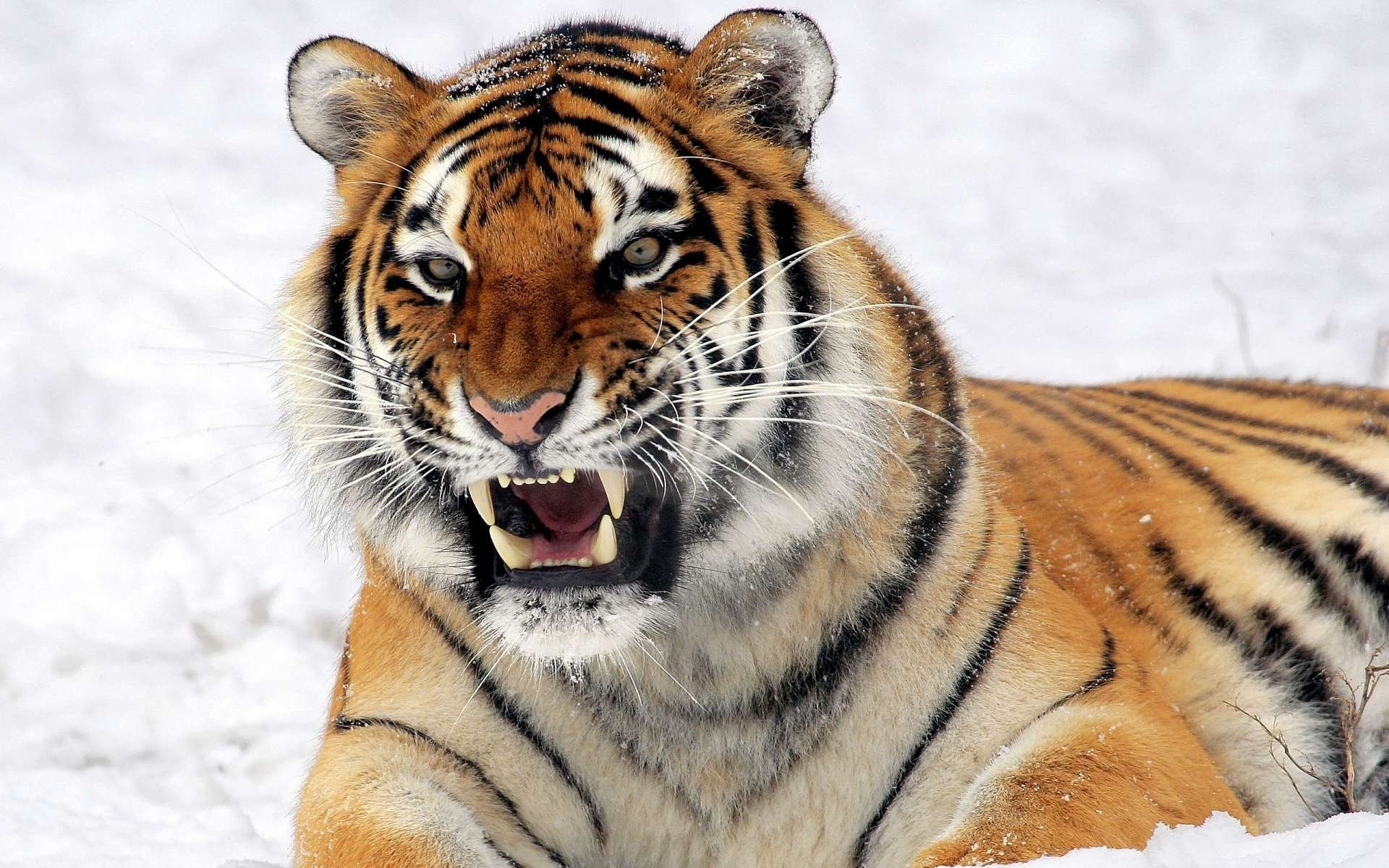 Тигр на снегу хищник с зубами