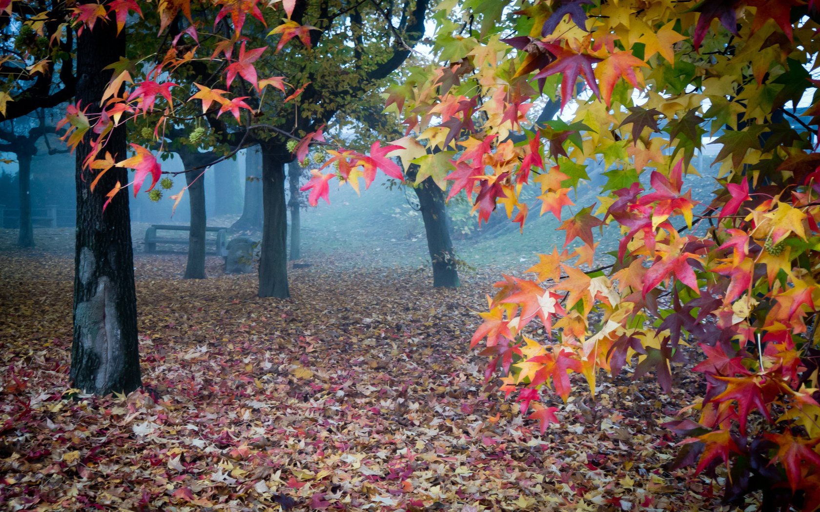Осенние листья в туманном саду