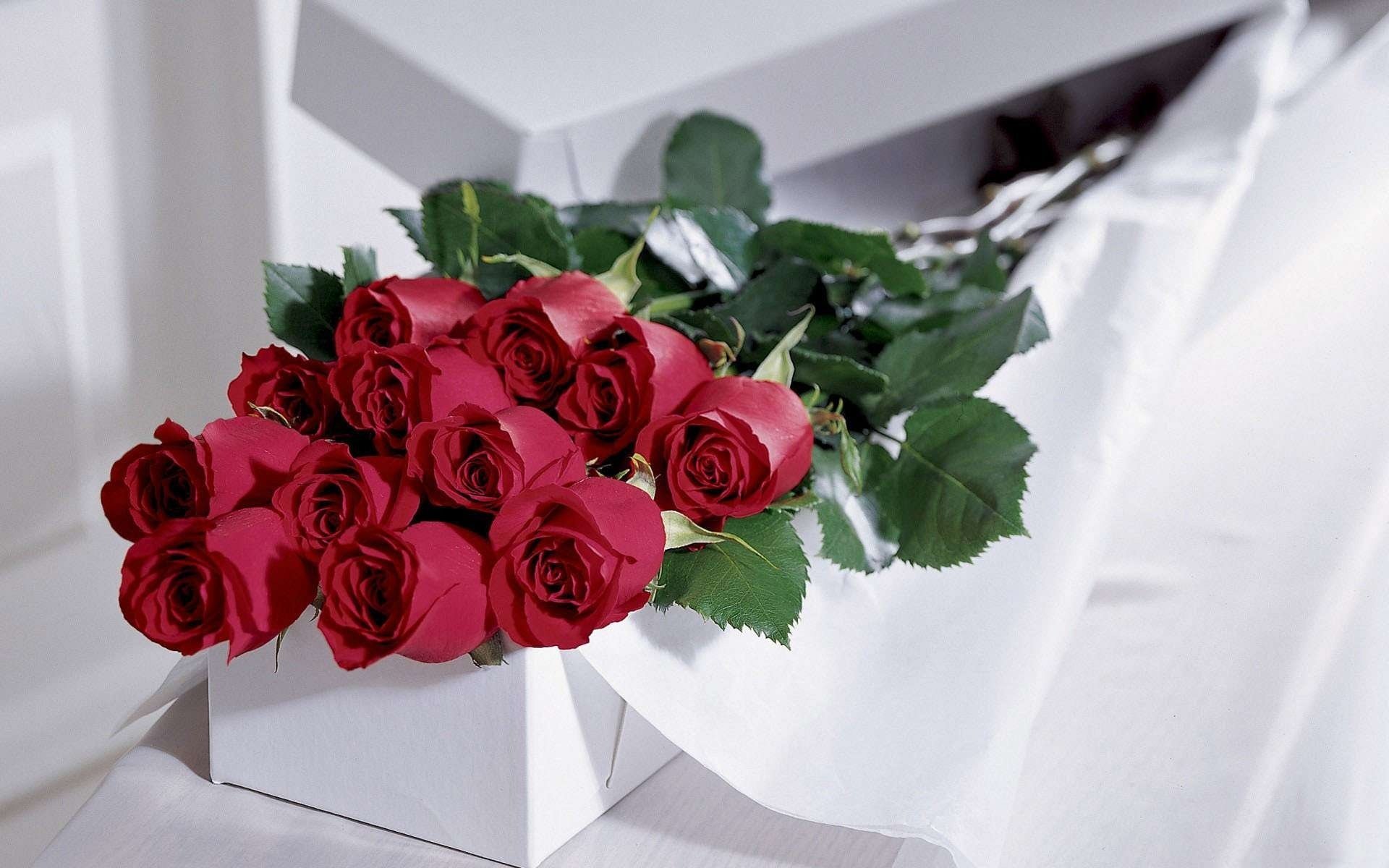 Букет роз в подарок на белом фоне