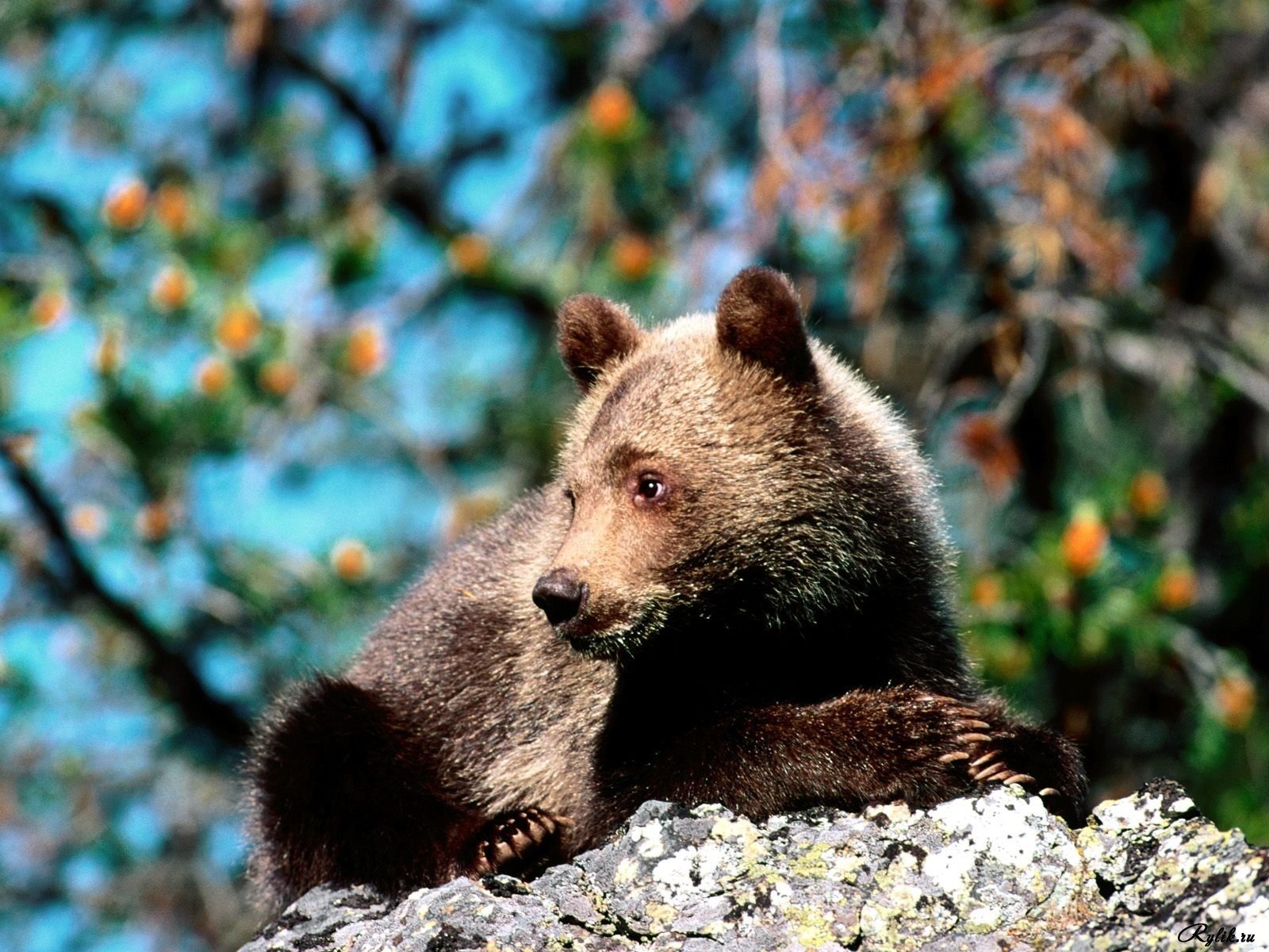 Молодой медвежонок отдыхает на камне
