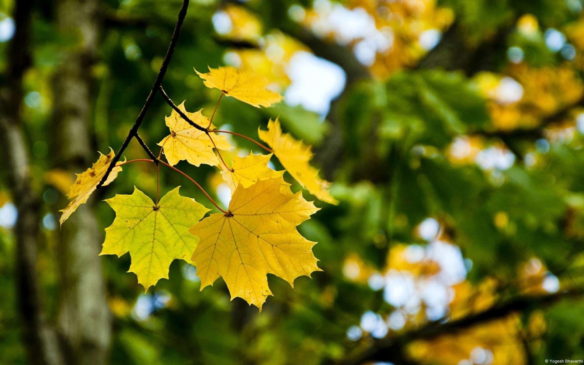 Макро-съемка пожелтевших кленовых листьев