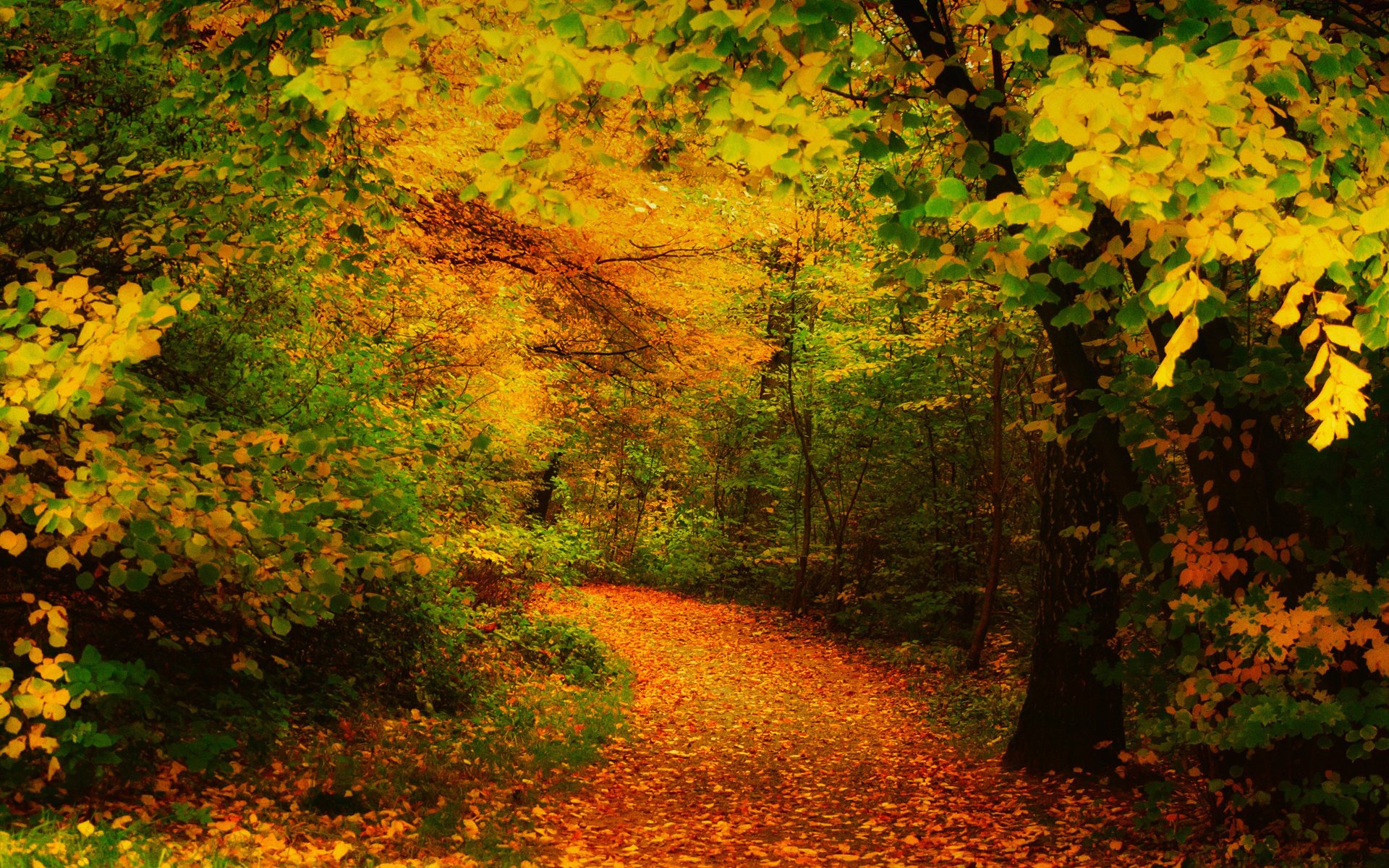 Осенний пейзаж с дорожкой усыпанной опавшими листьями