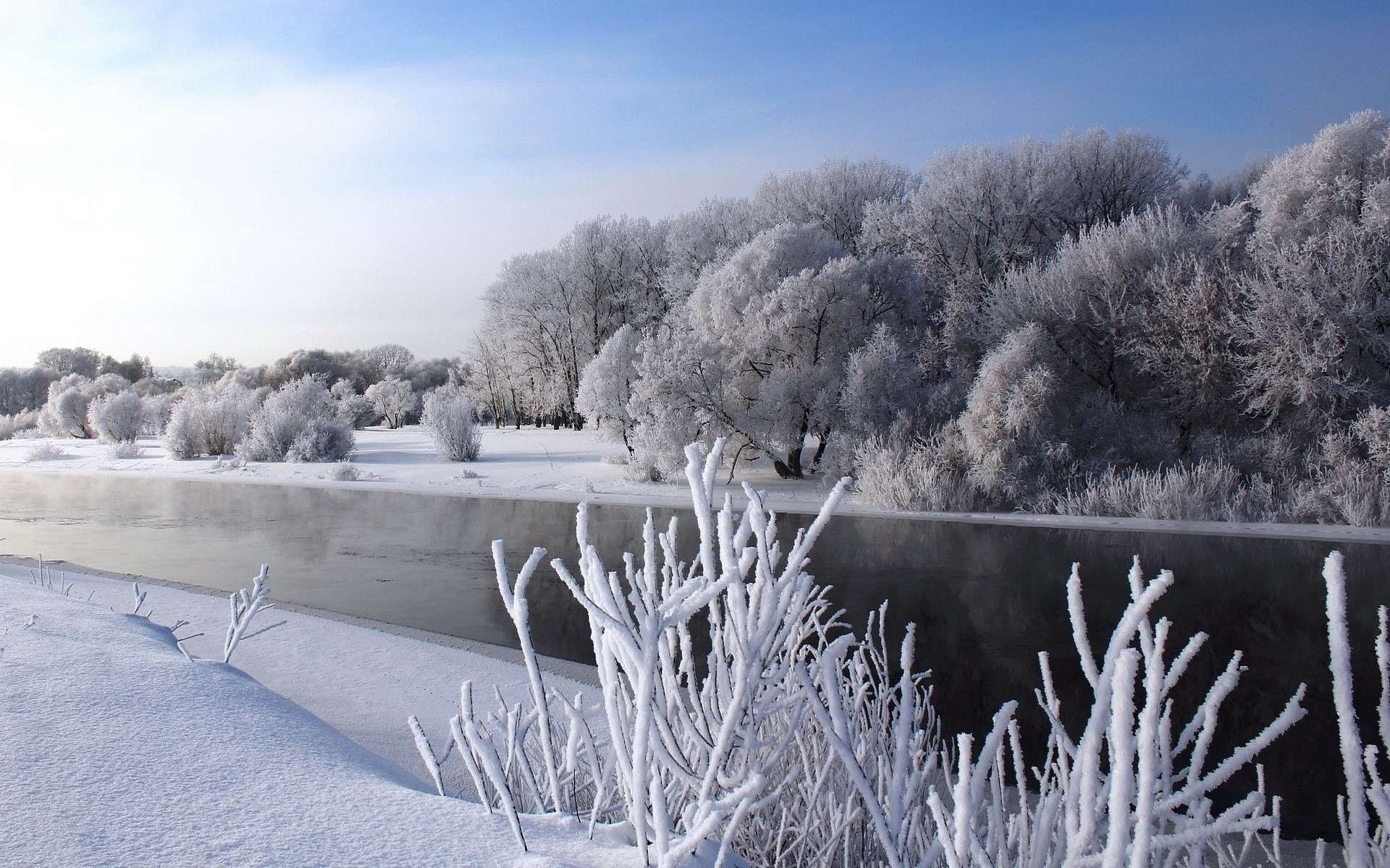 Природа зимой. Деревья в снегу